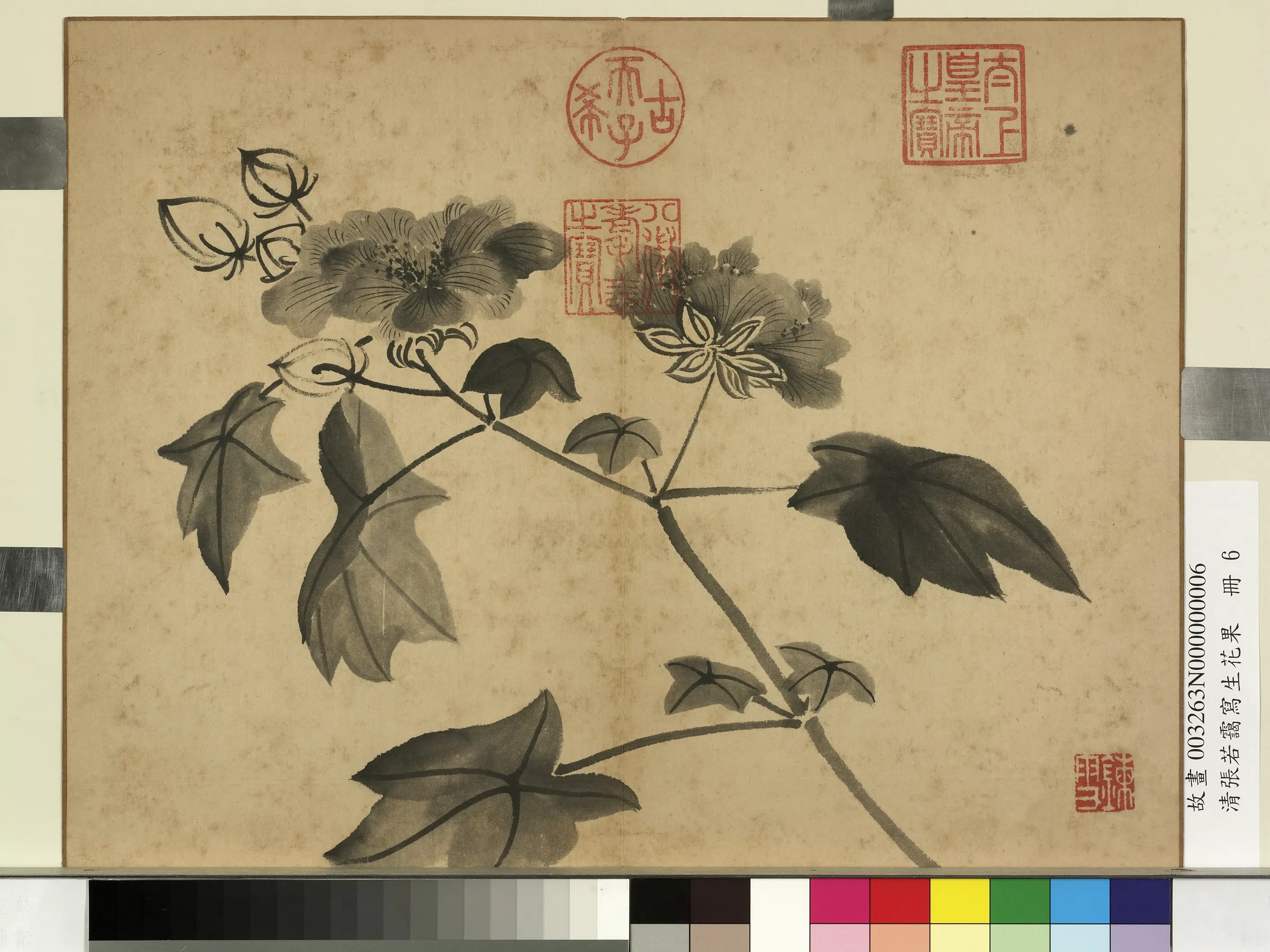 清代【张若霭】《写生花果册》 第8张