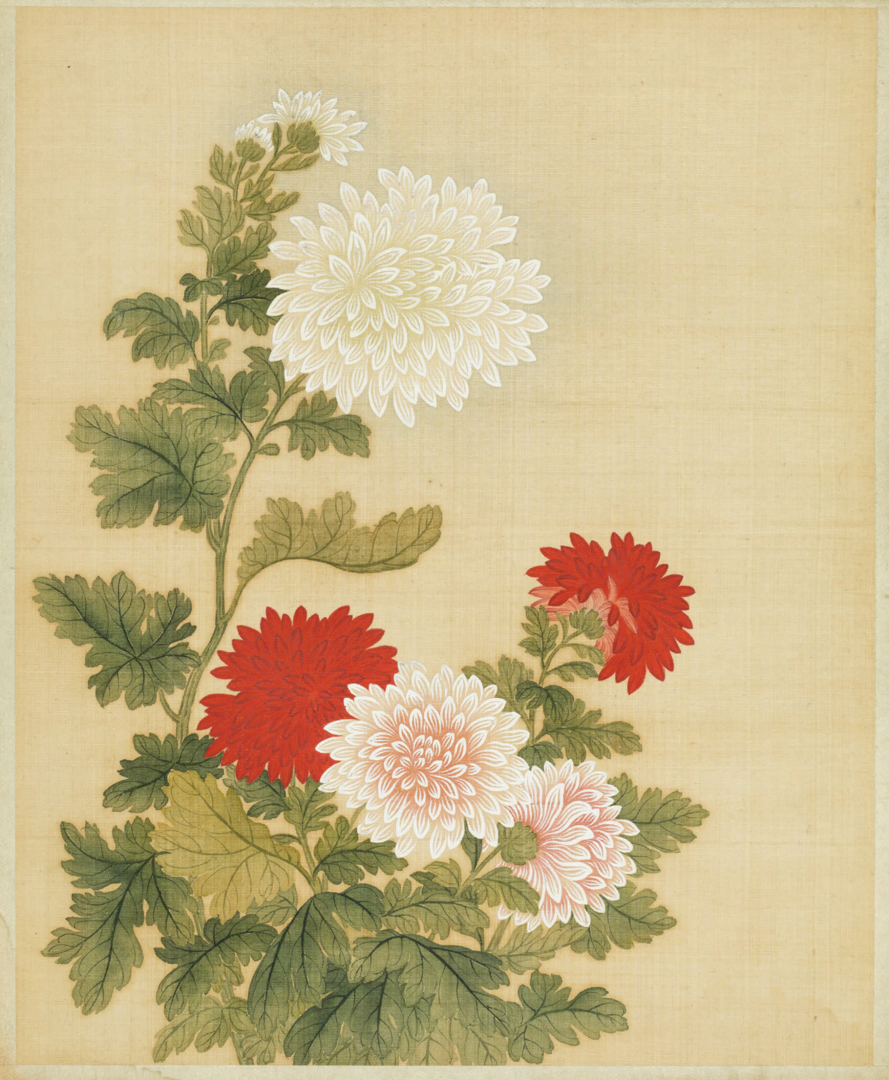 清代【范廷镇】《花卉图册》 第6张
