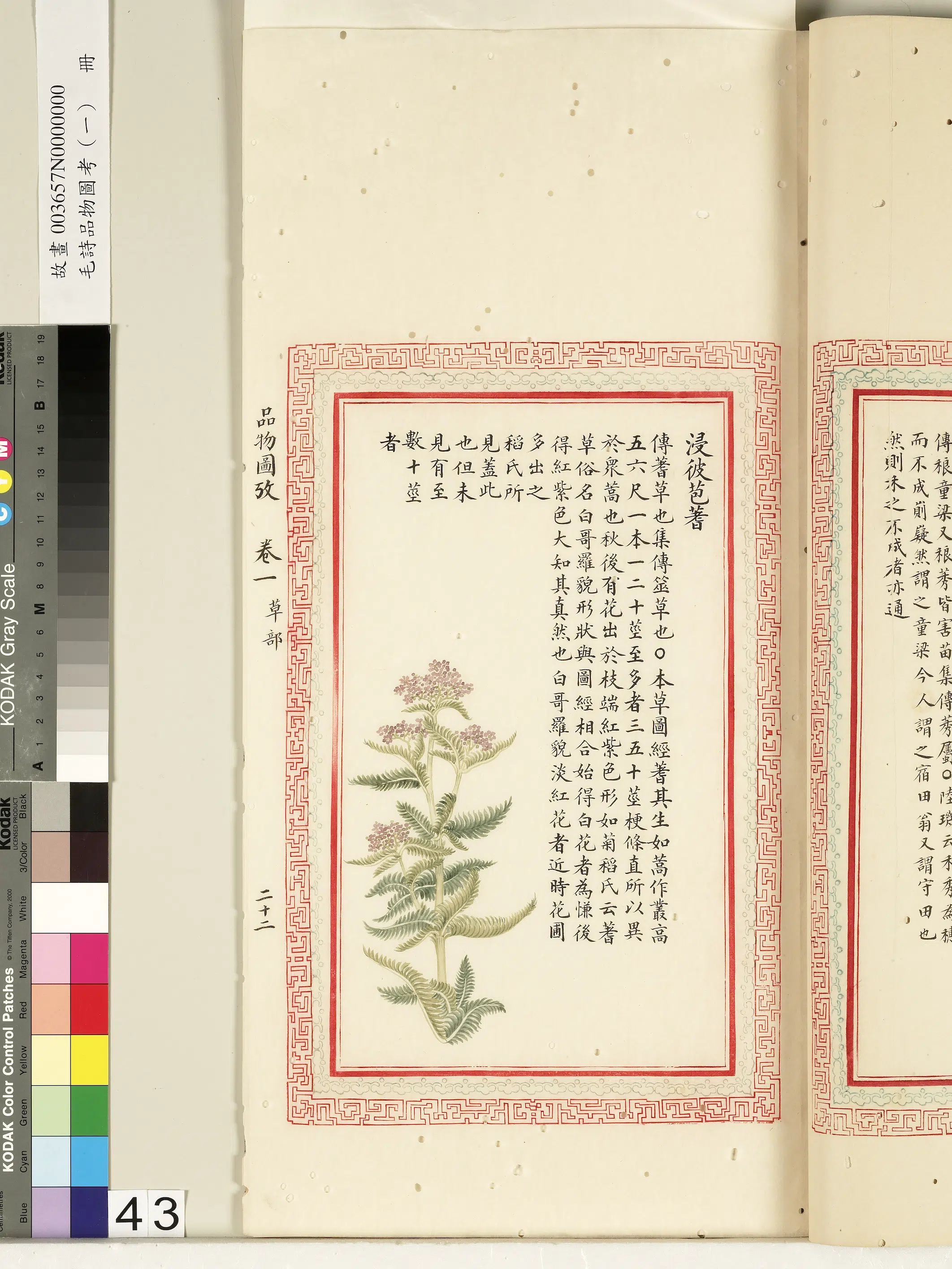 清朝【佚名】《毛诗品物图考（一）册-浸彼苞蓍-2》