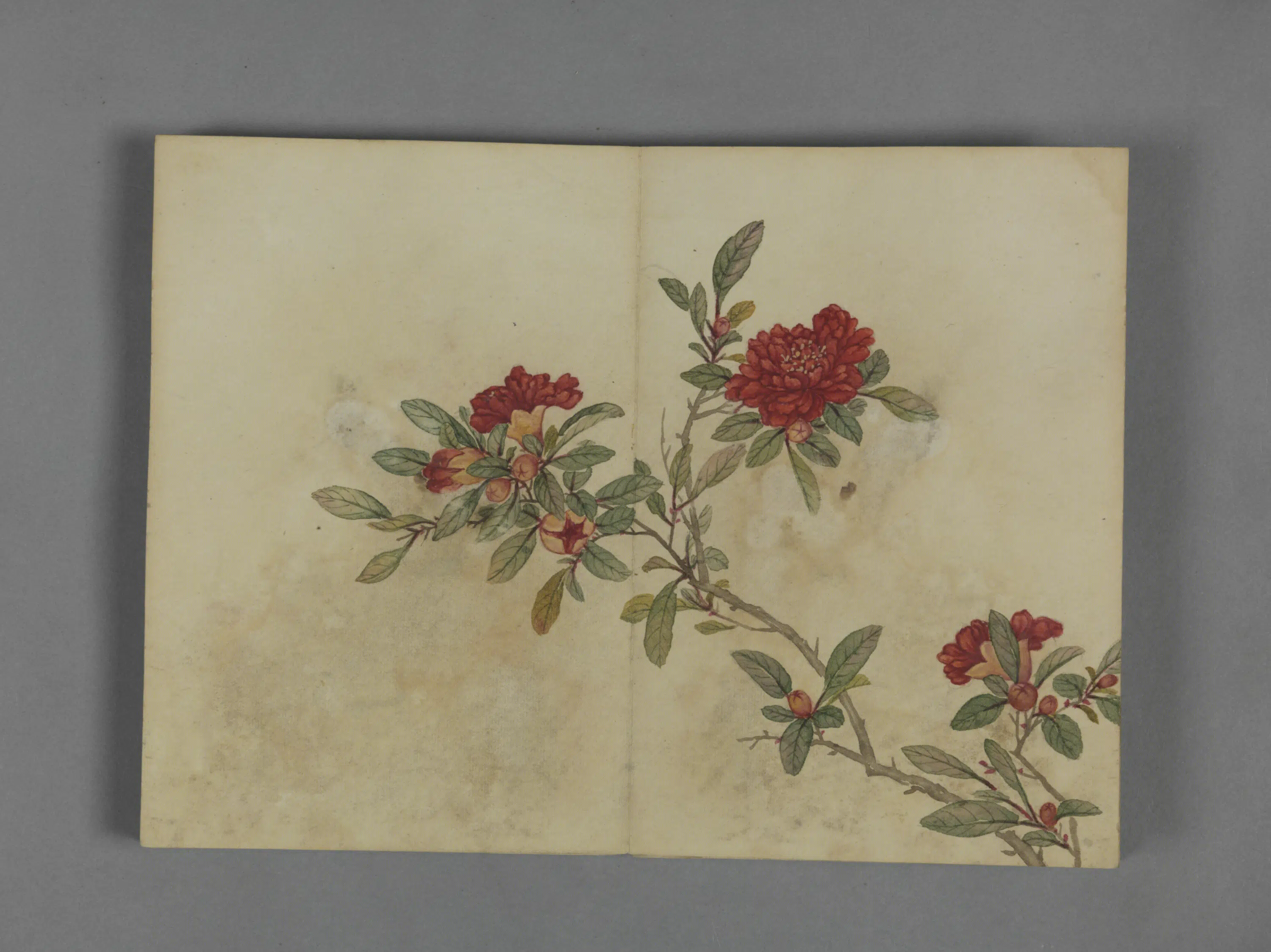 清代【蒋溥】《花卉图册（8开）》 第5张