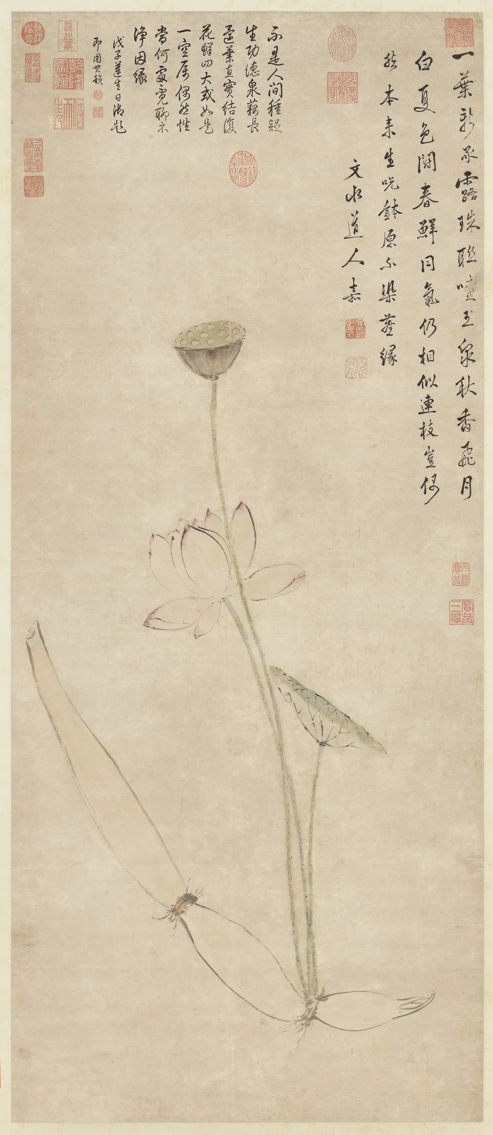 明朝【文嘉】《画莲藕净因图轴》