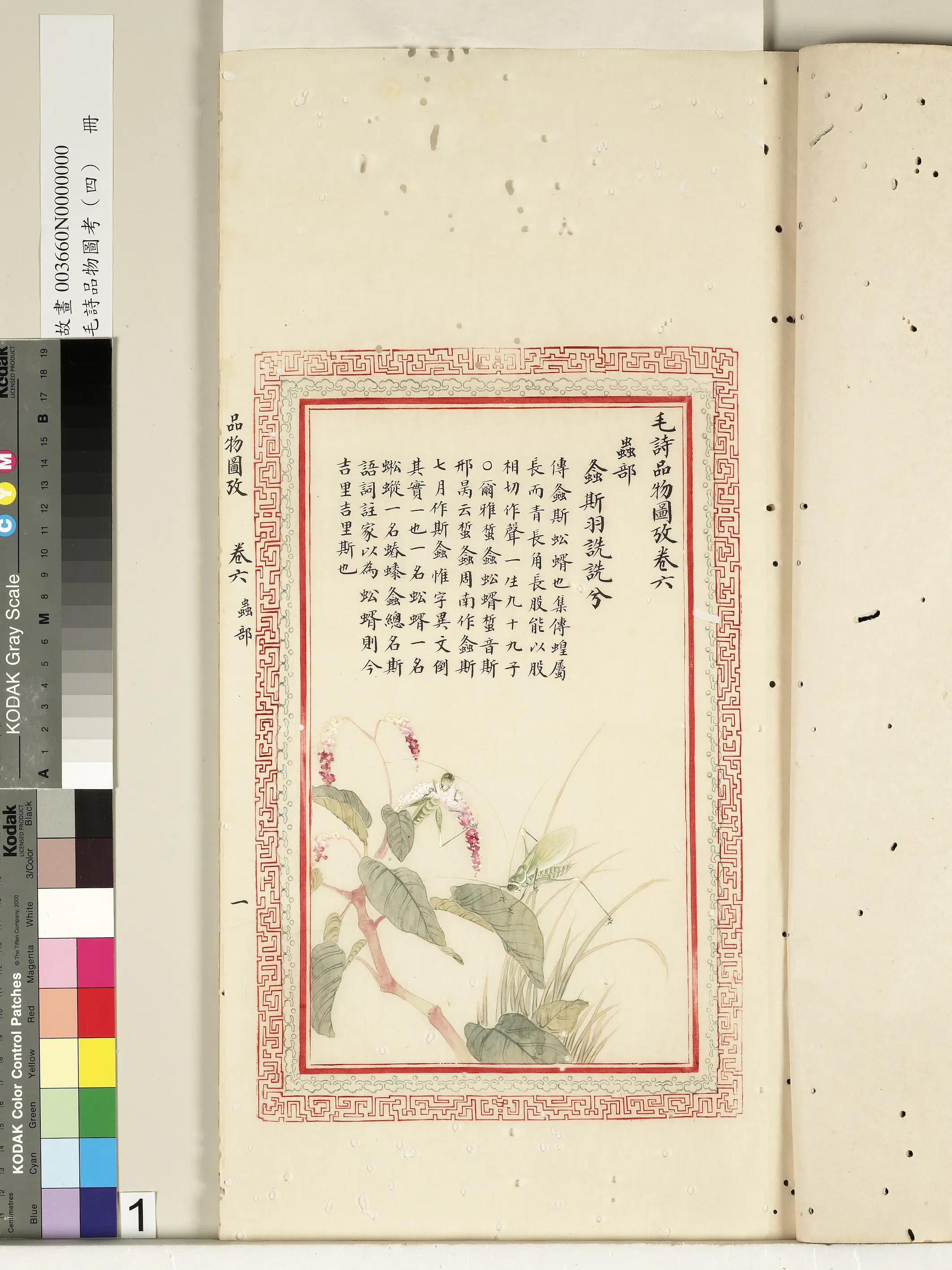 清代《毛诗品物图考(四)册-2》 第23张 清代《毛诗品物图考(四)册-2》 第23张