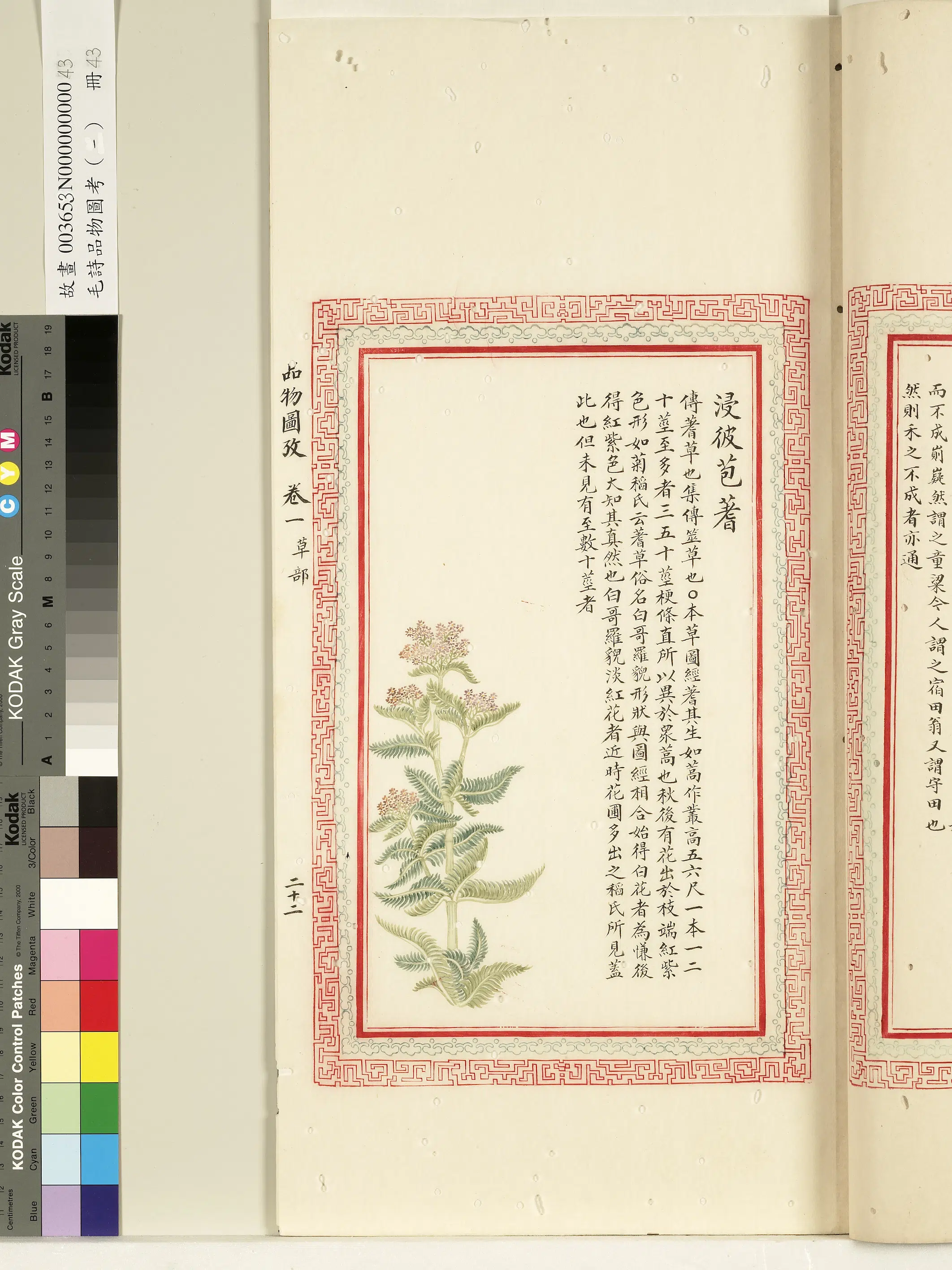 清朝【佚名】《毛诗品物图考（一）册-浸彼苞蓍-1》