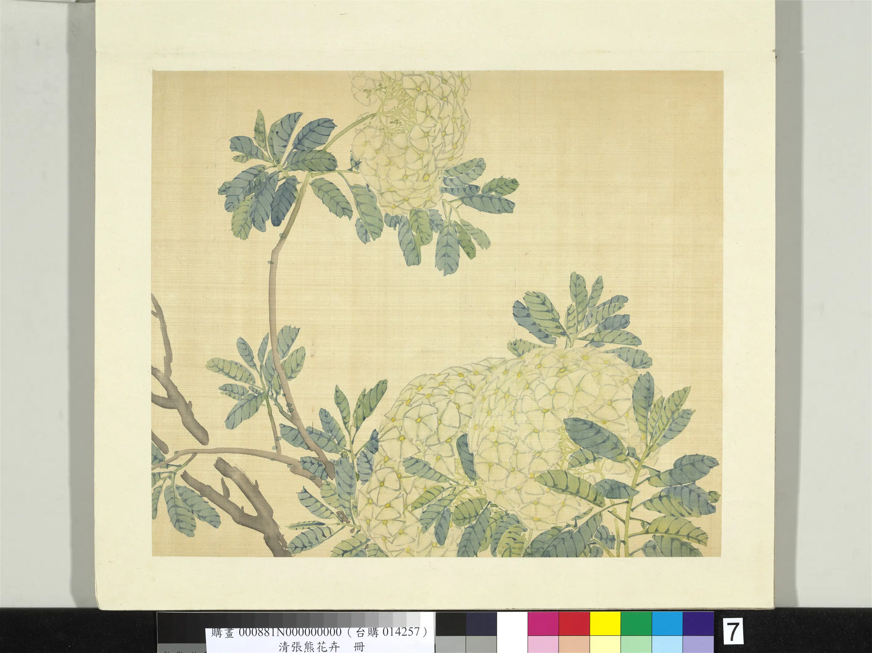 清代【张熊】《花卉册-绣球》 第1张