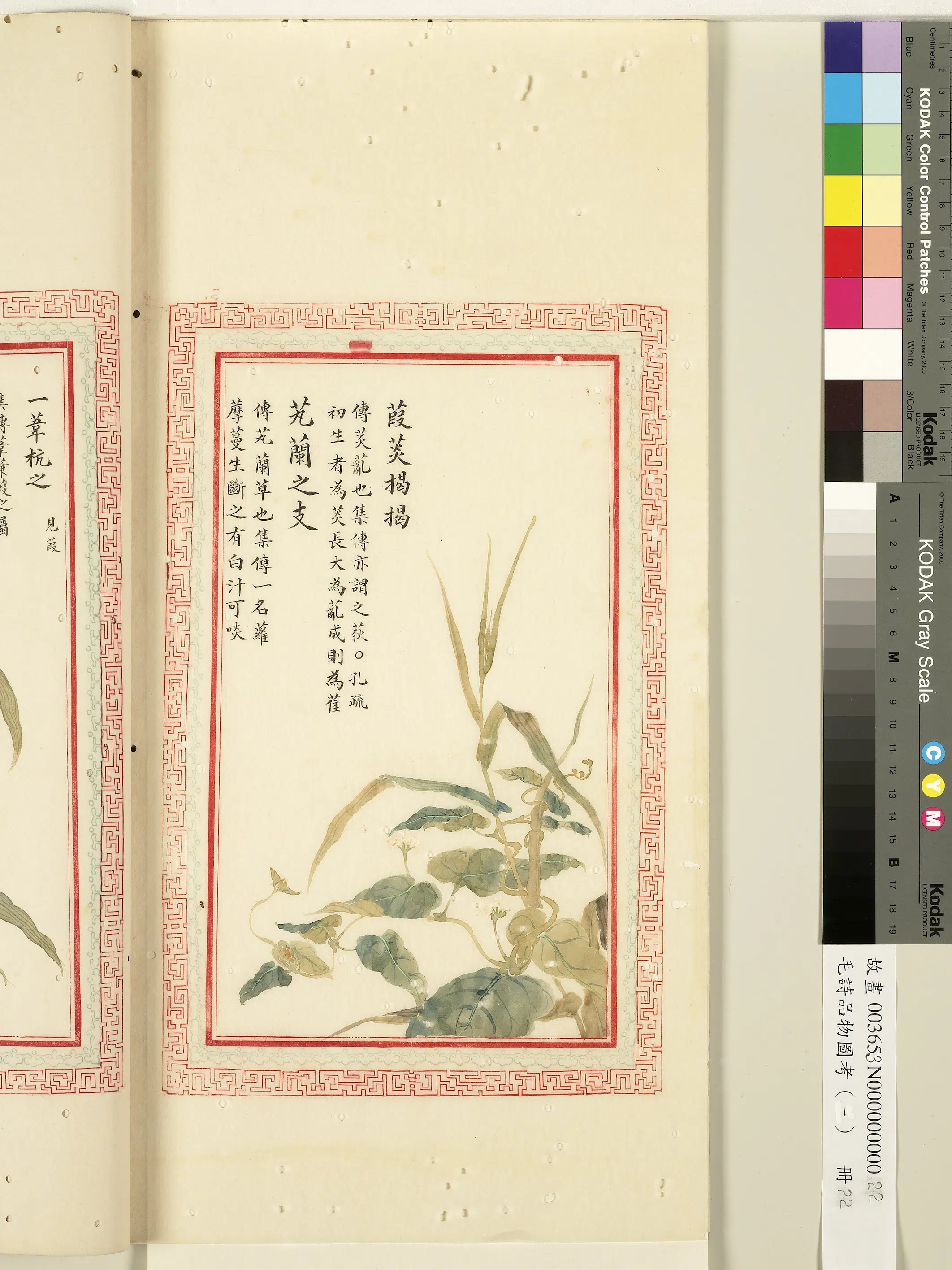 清朝【佚名】《毛诗品物图考(一)册-葭菼揭揭芄兰之支-1》 第1张 清朝【佚名】《毛诗品物图考(一)册-葭菼揭揭芄兰之支-1》 第1张