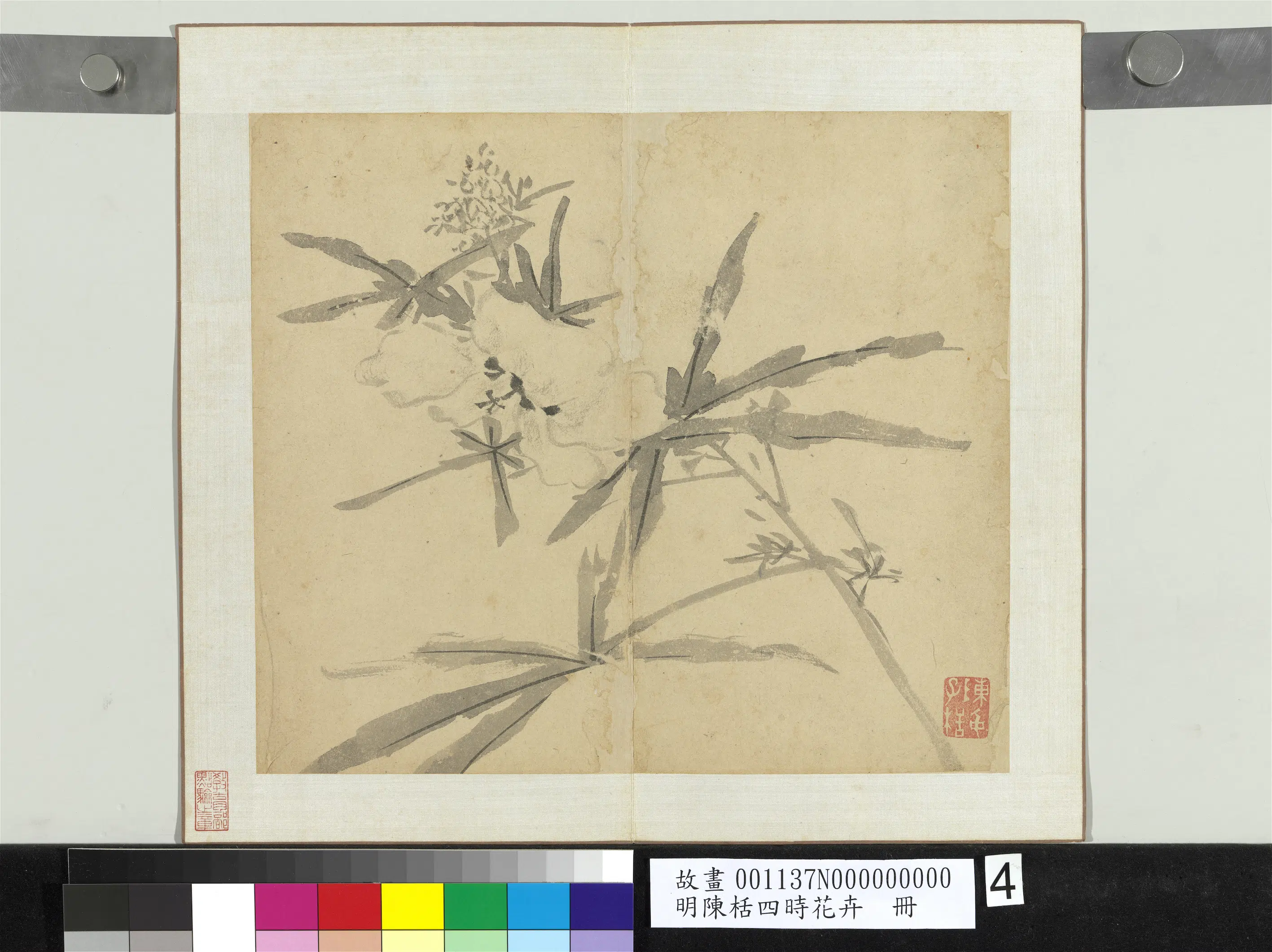 明朝【陈栝】《四时花卉册》 第7张