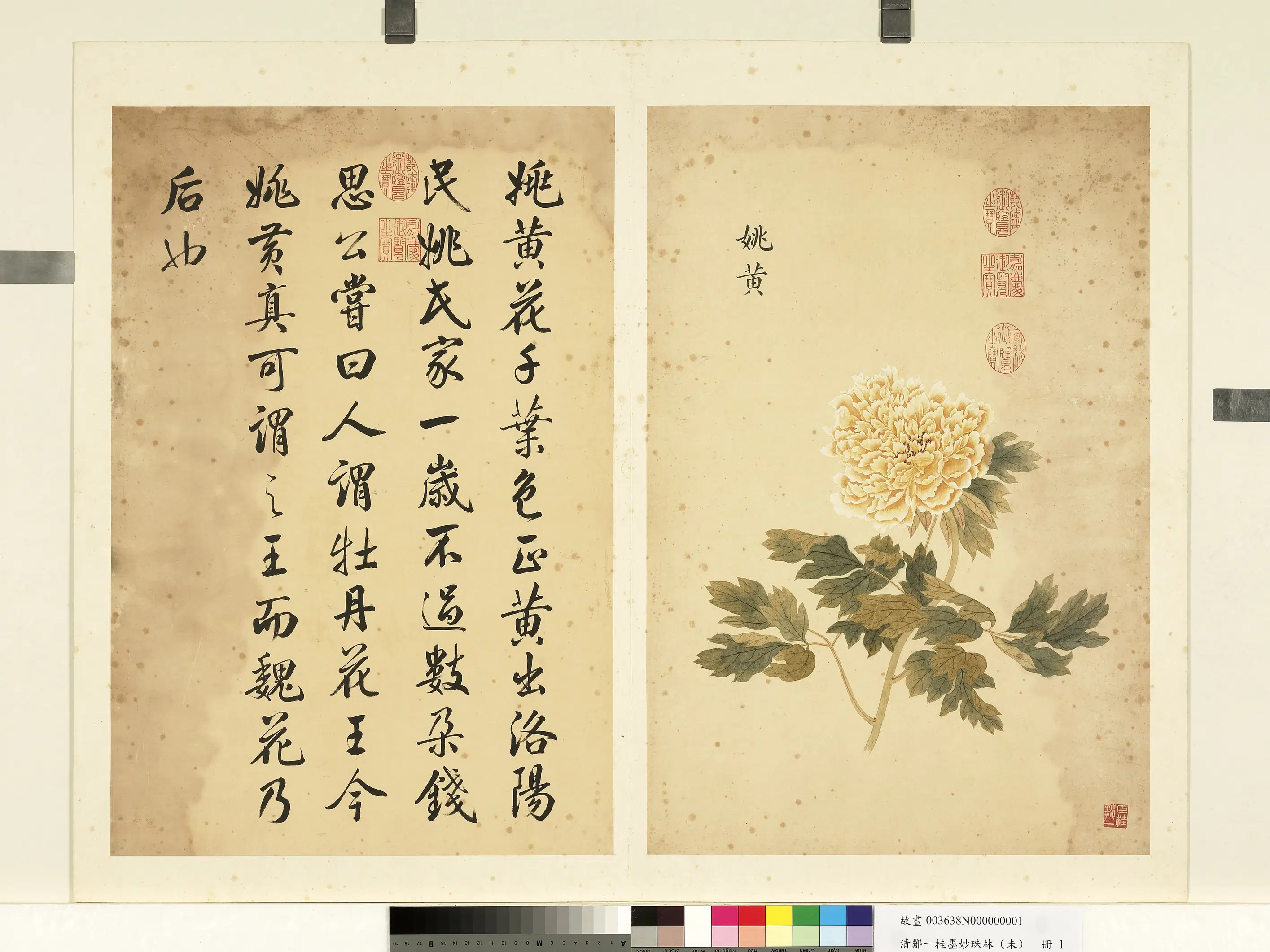 清代【邹一桂】《墨妙珠林（未）册-姚黄》