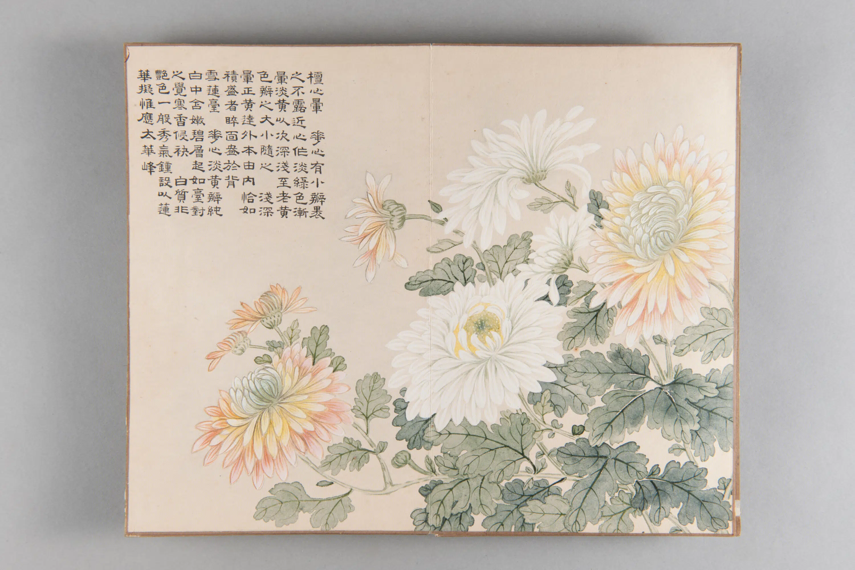 清代【爱新觉罗弘旿】《洋菊图册(15开)》 第9张 清代【爱新觉罗弘旿】《洋菊图册(15开)》 第9张