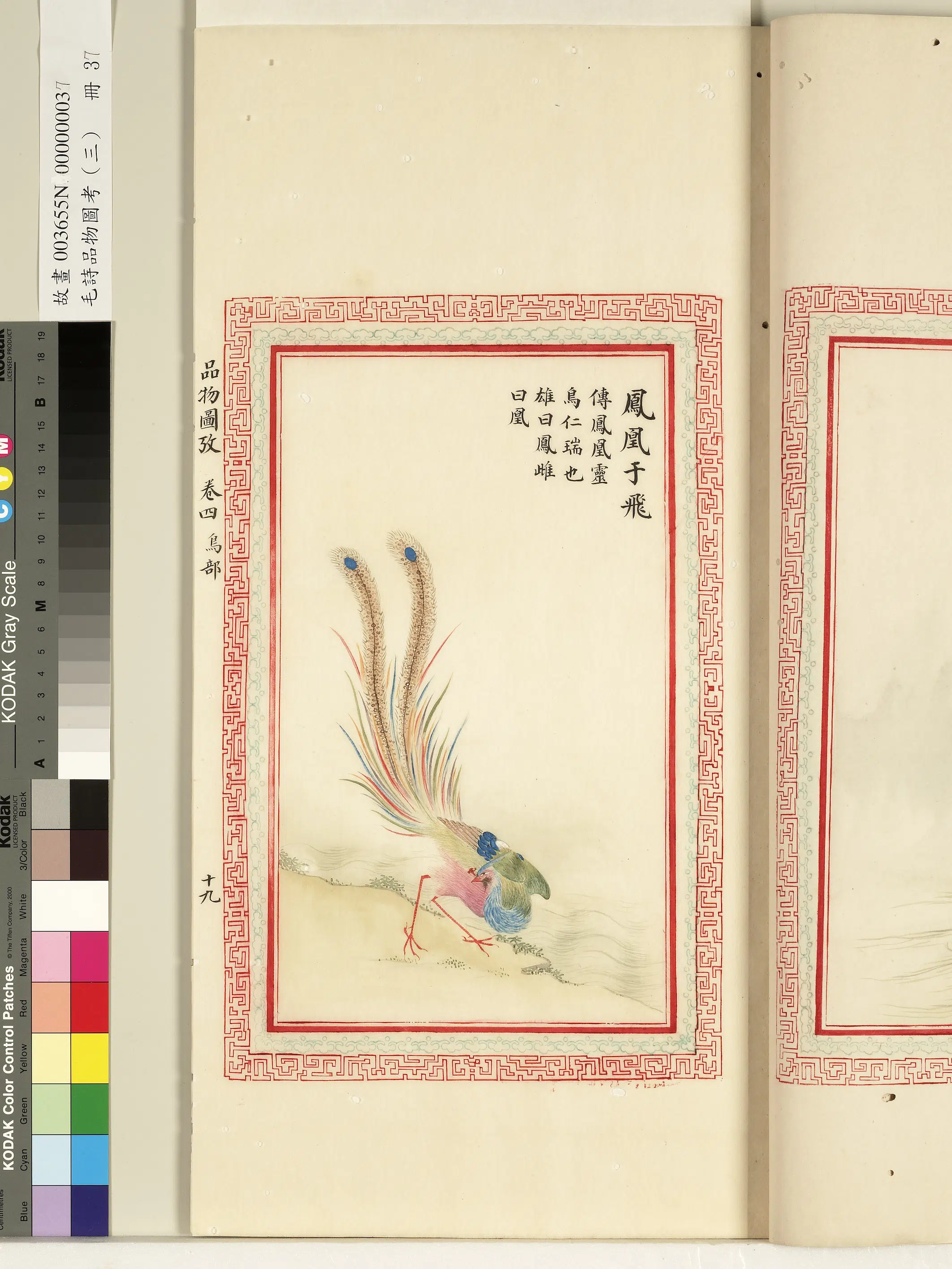 清朝【佚名】《毛诗品物图考（三）册-凤凰于飞-1》