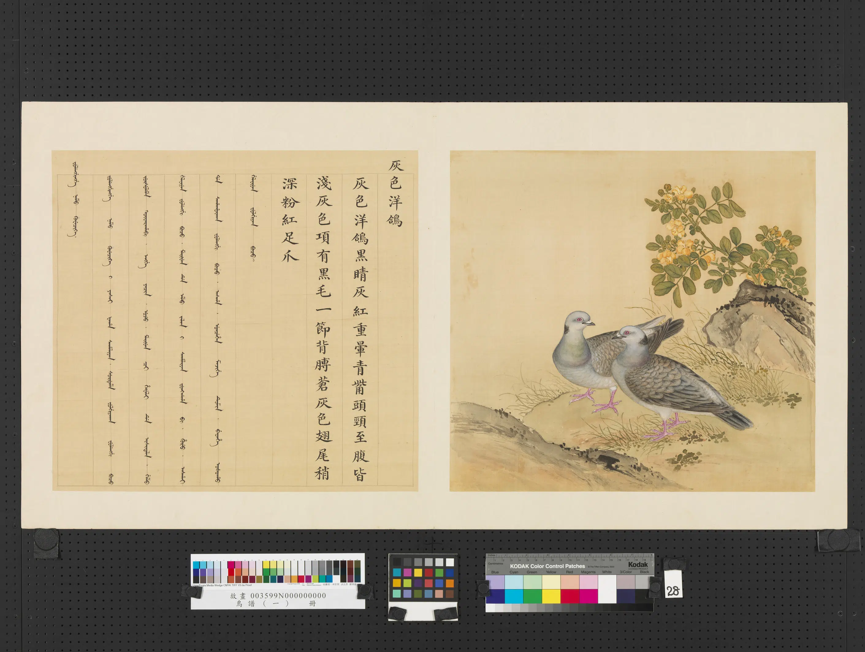 清代【佚名】《鸟谱（一）册-灰色洋鸽》