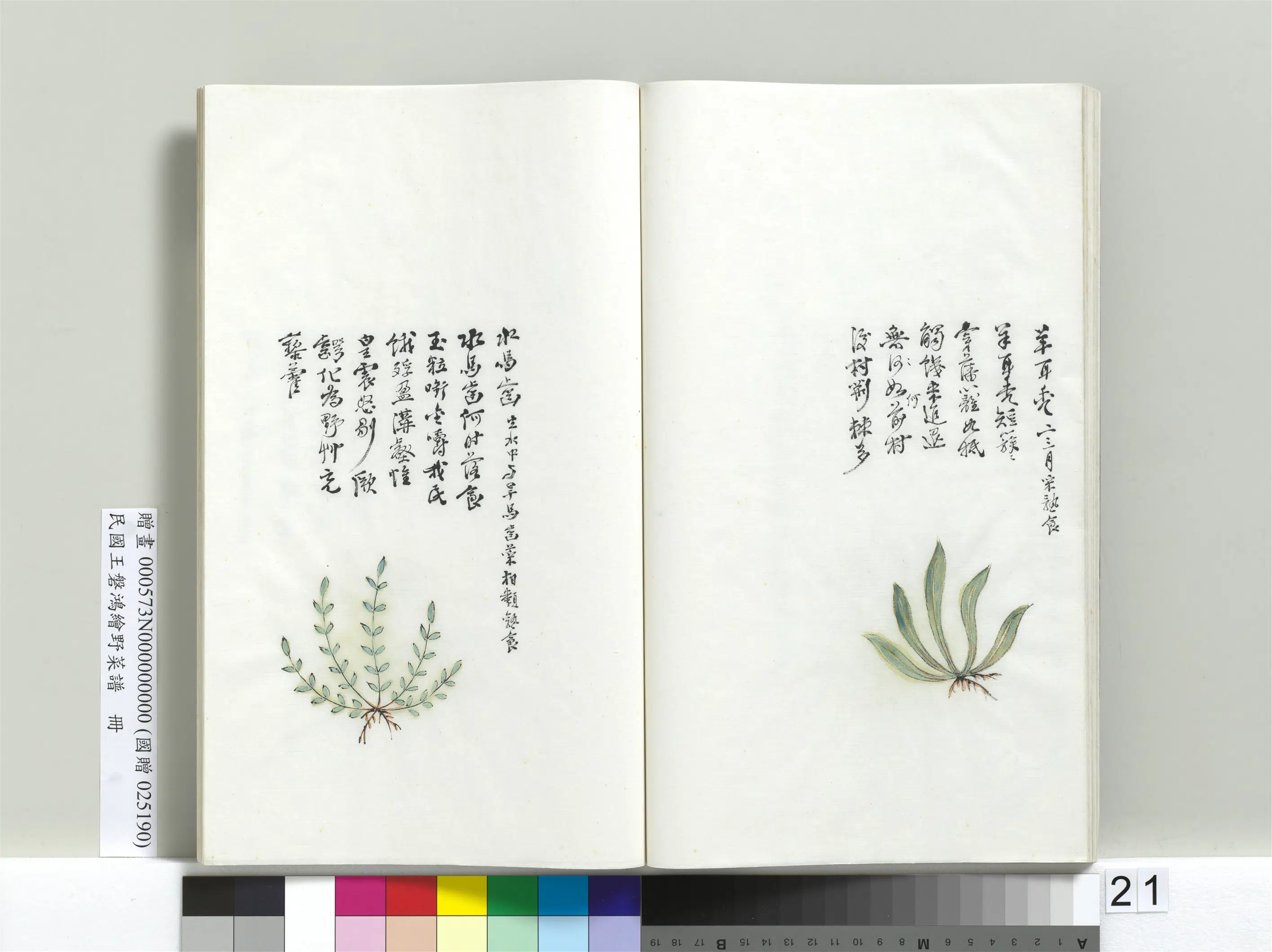 《绘王盘野菜谱册》 第14张 《绘王盘野菜谱册》 第14张