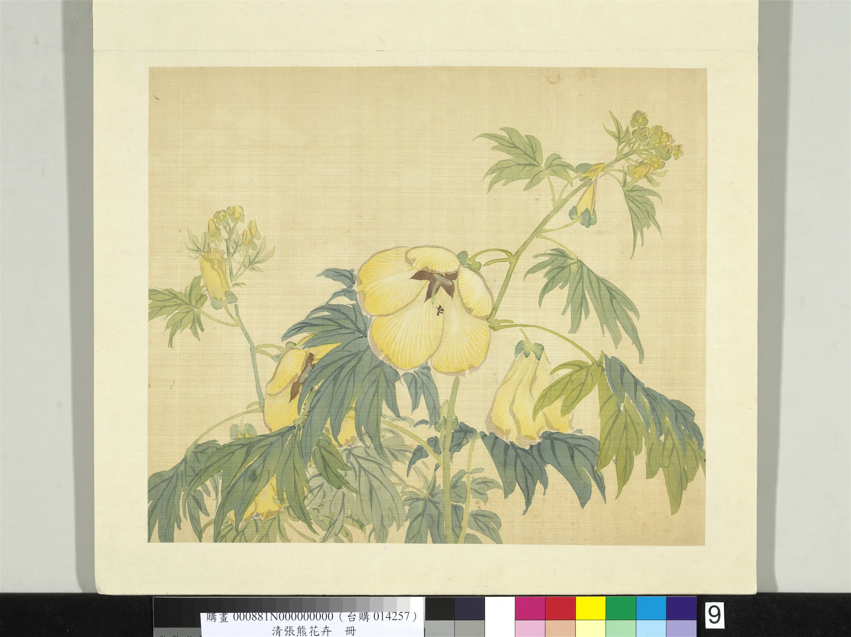 清代【张熊】《花卉册-秋葵》
