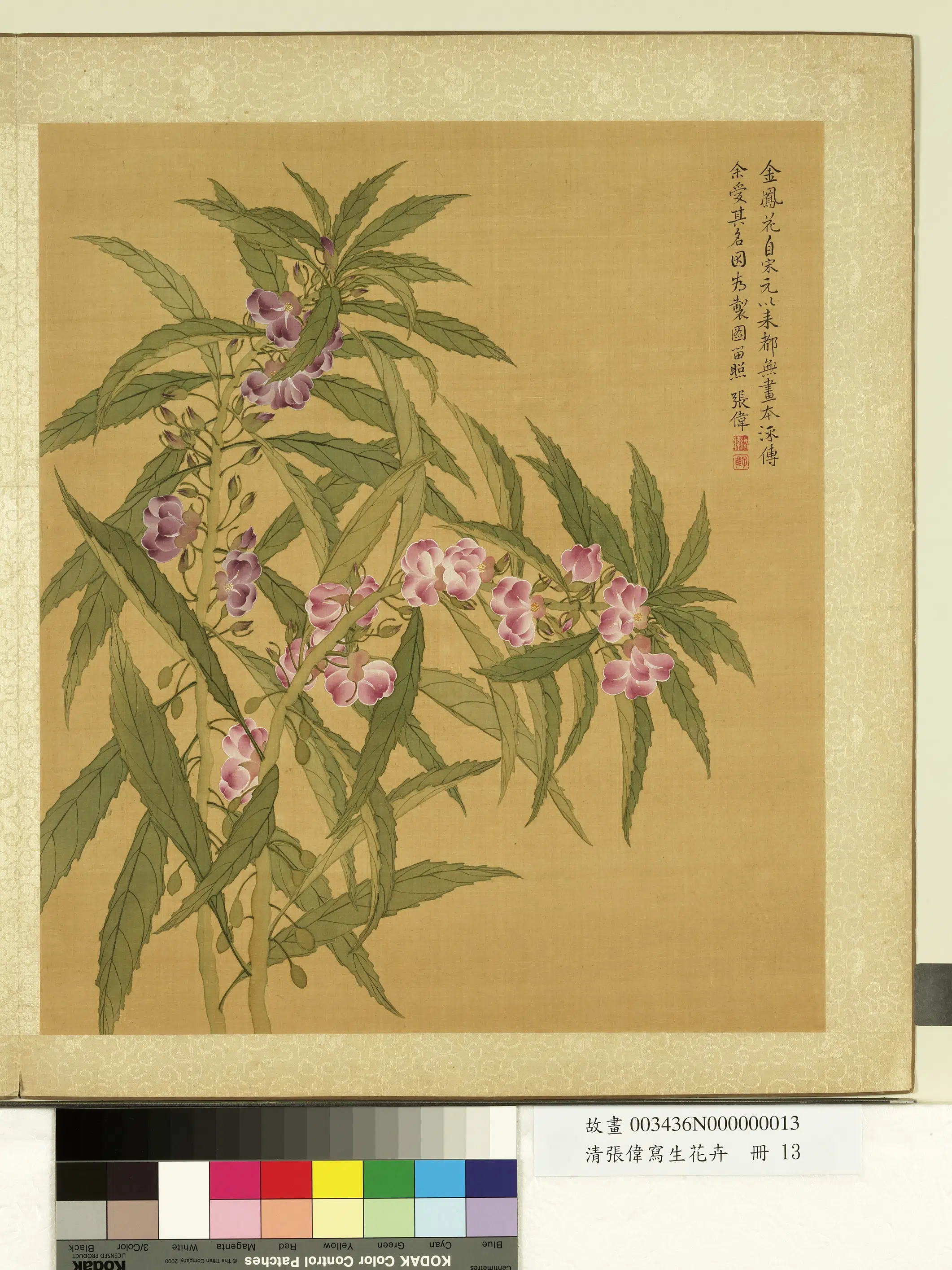 清代【张伟】《写生花卉册-金凤花》