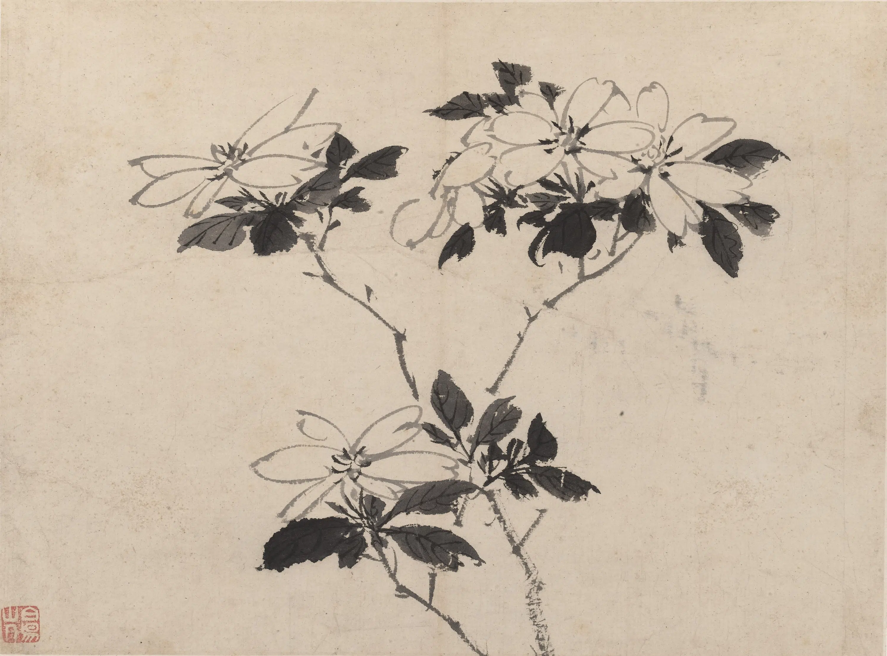 明朝【陈淳（道复）】《墨花图册》 第5张