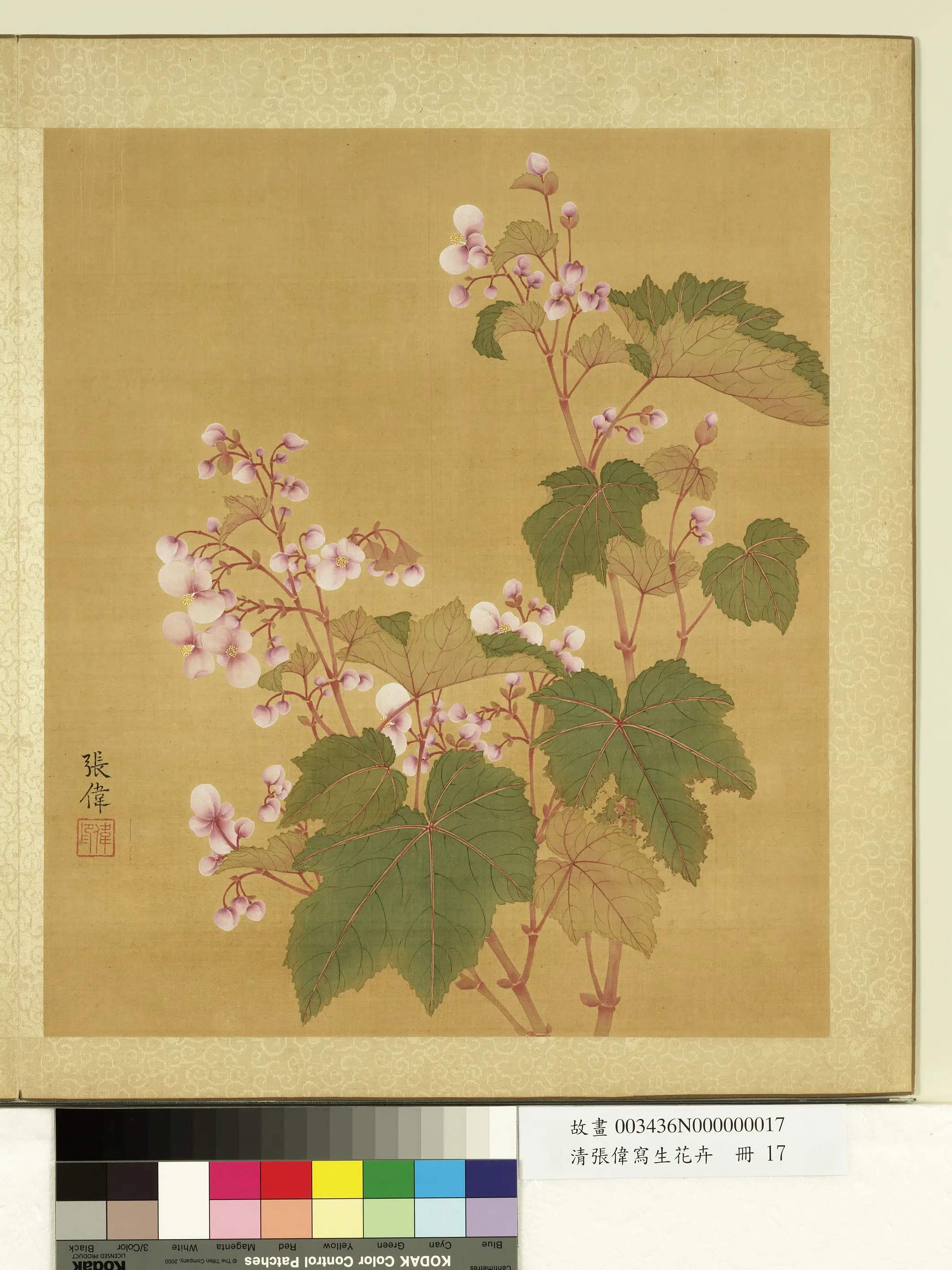 清代【张伟】《写生花卉册-秋海棠》