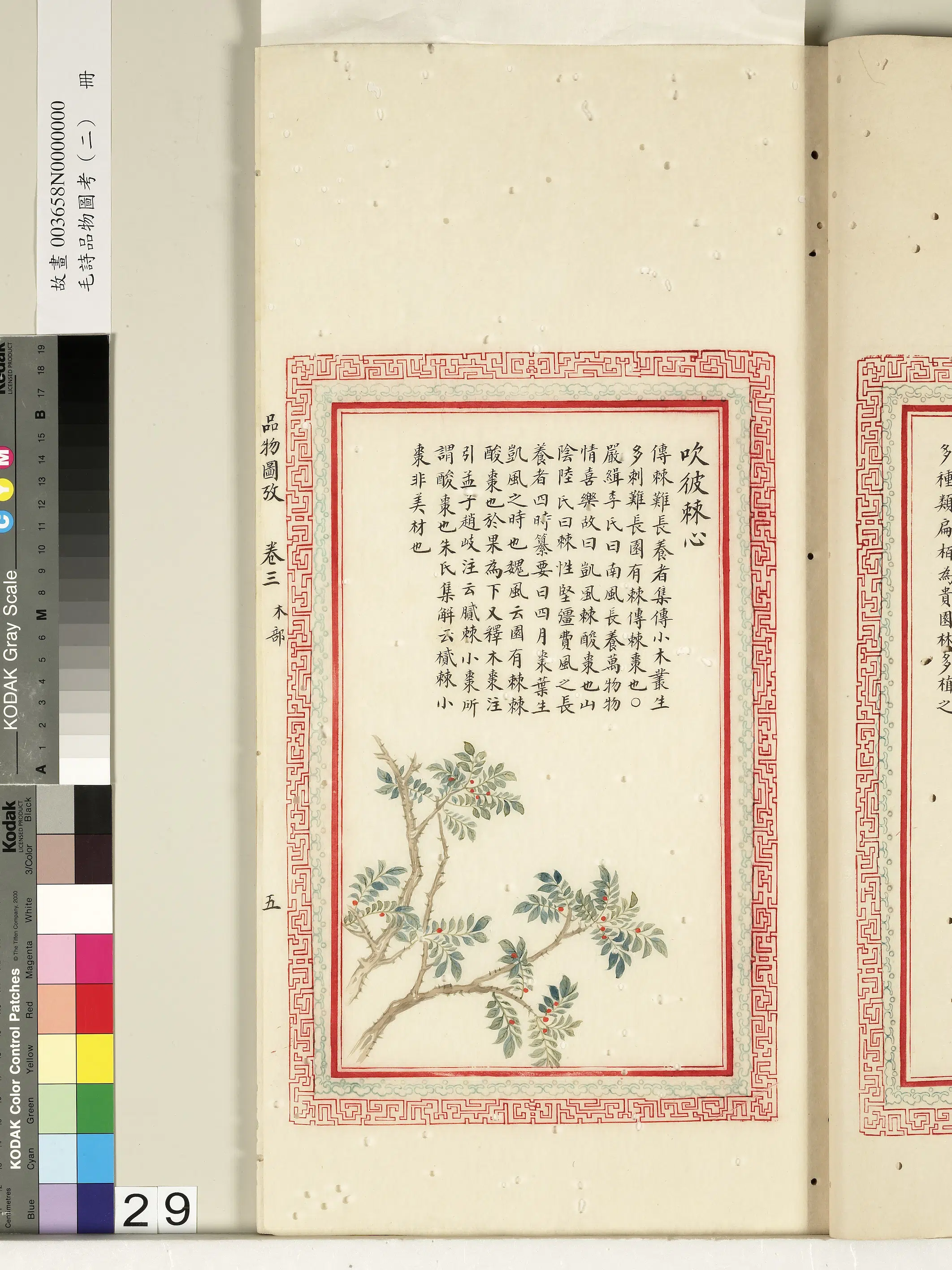 清朝【佚名】《毛诗品物图考（二）册-吹彼棘心-2》