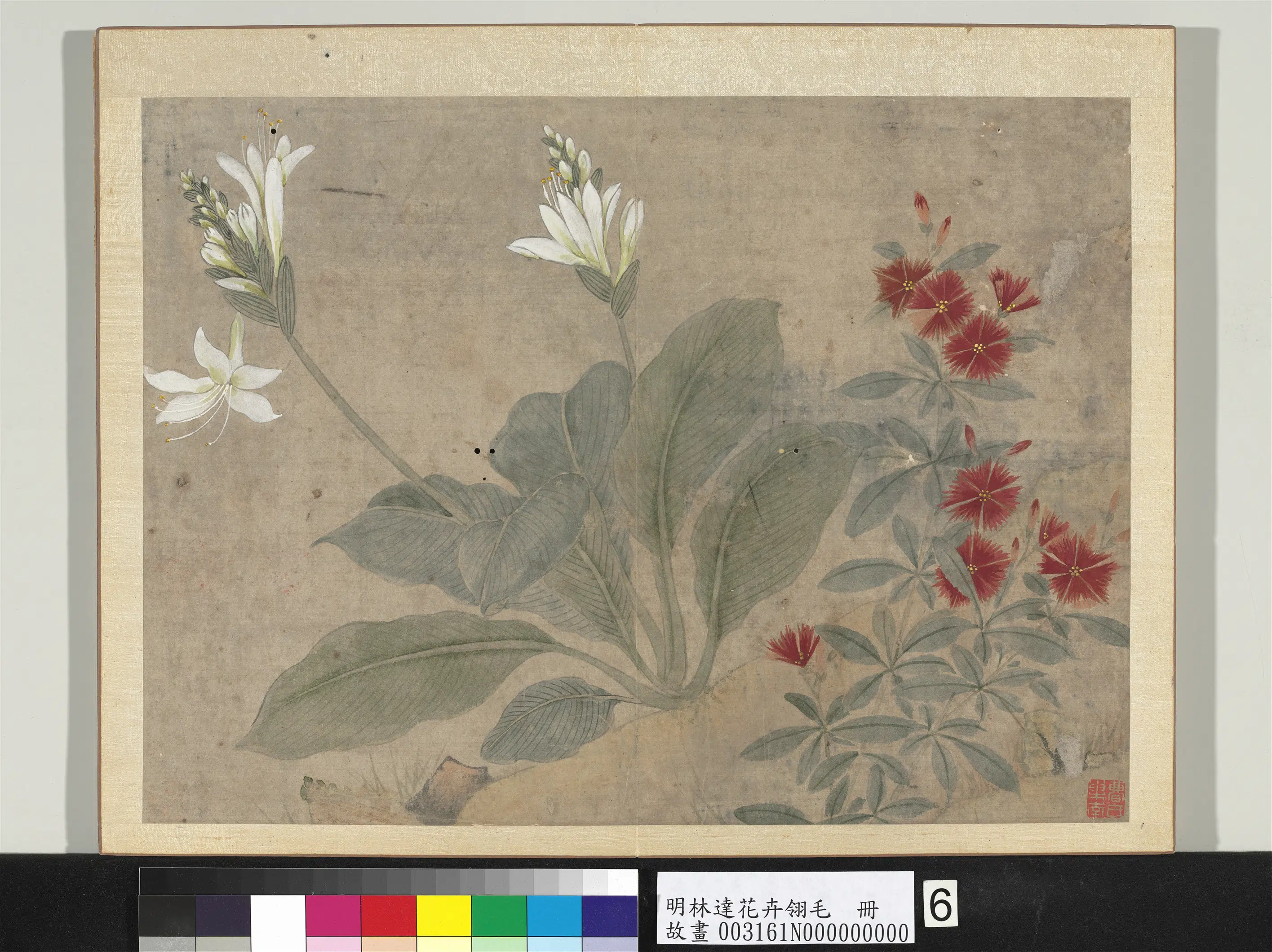 明朝【林达】《花卉翎毛册-玉簪石竹》