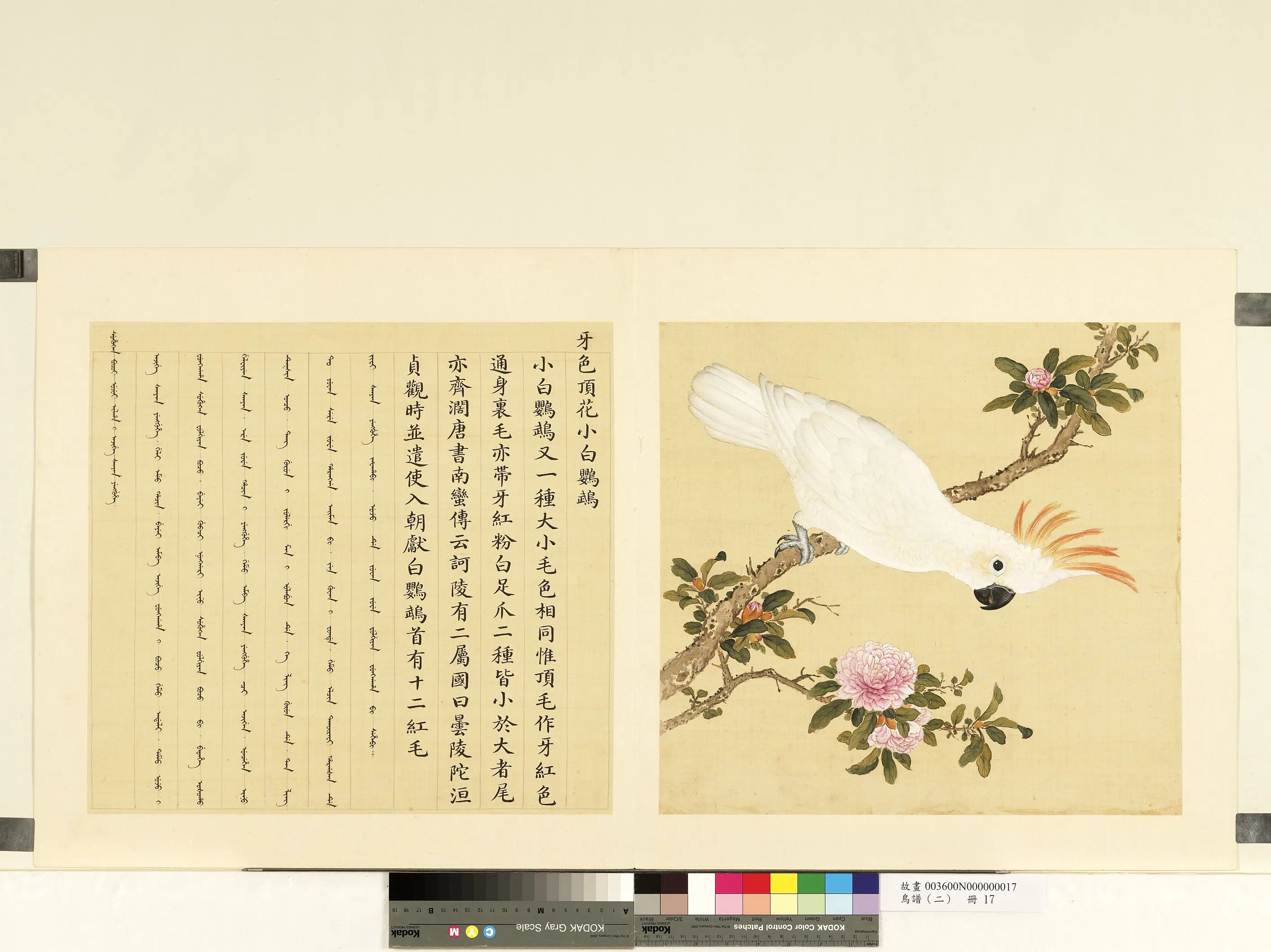 清代【佚名】《鸟谱（二）册-牙色顶花小白鹦鹉》