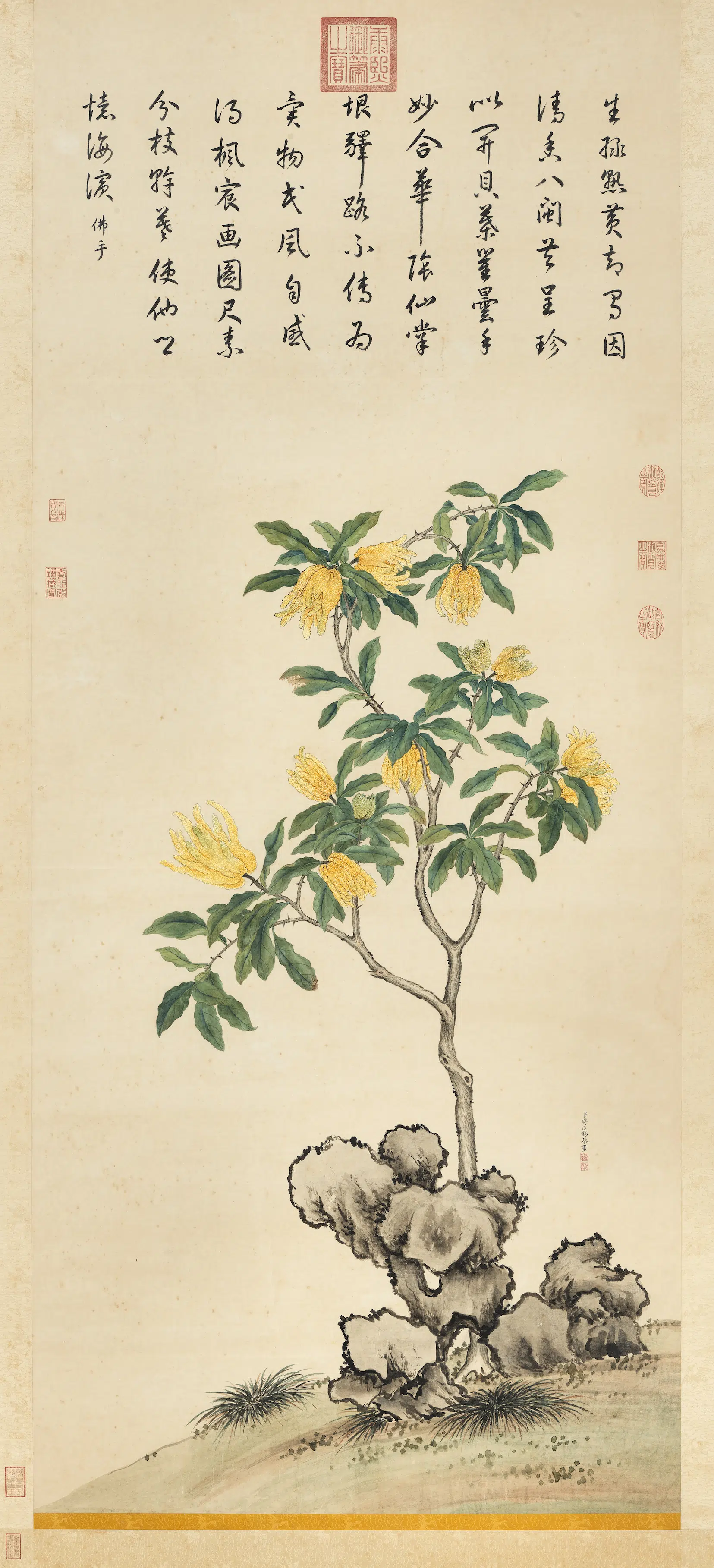 清代【蒋廷锡】《佛手写生图轴》