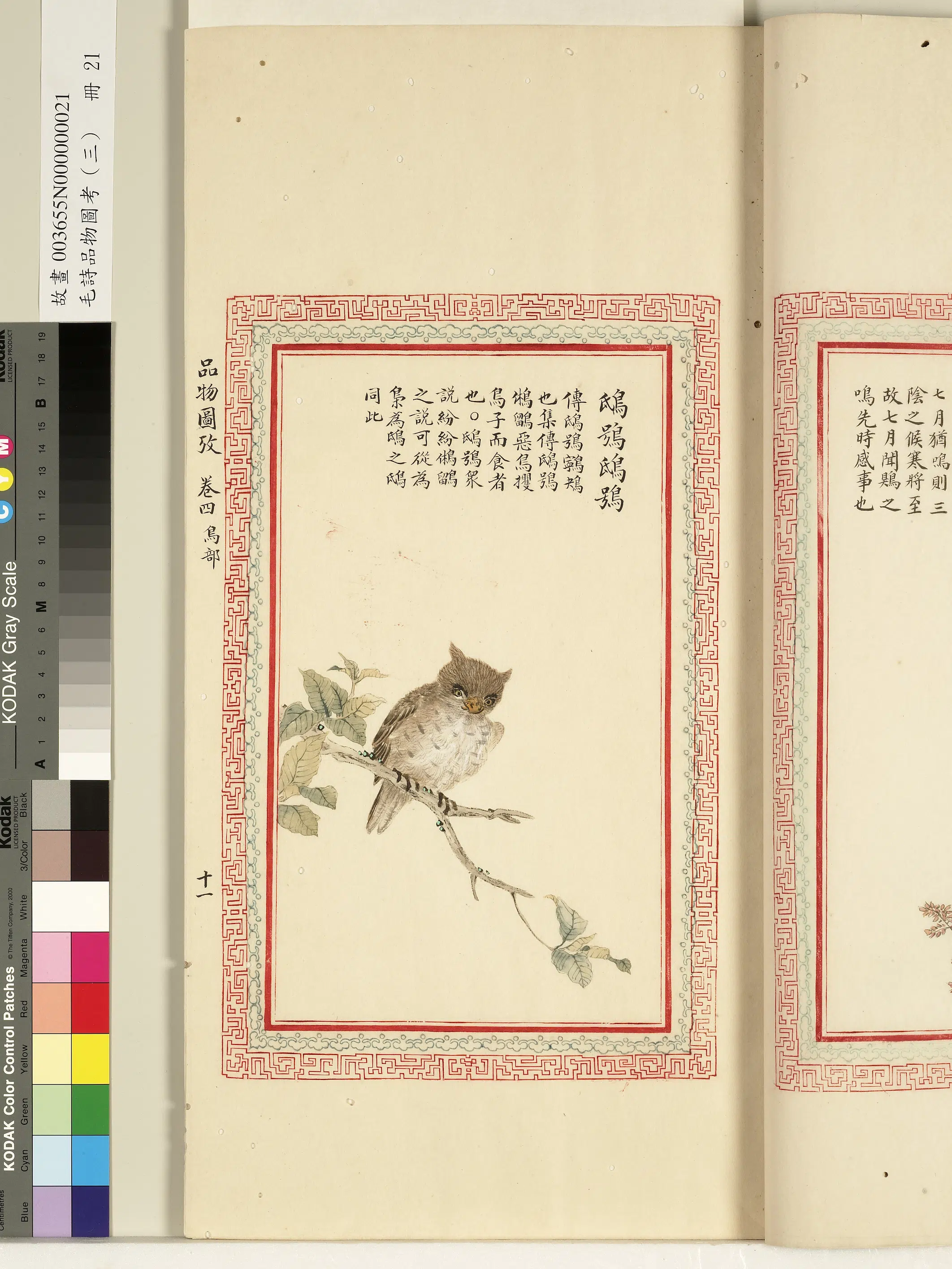清代《毛诗品物图考(三)册-1》 第55张 清代《毛诗品物图考(三)册-1》 第55张