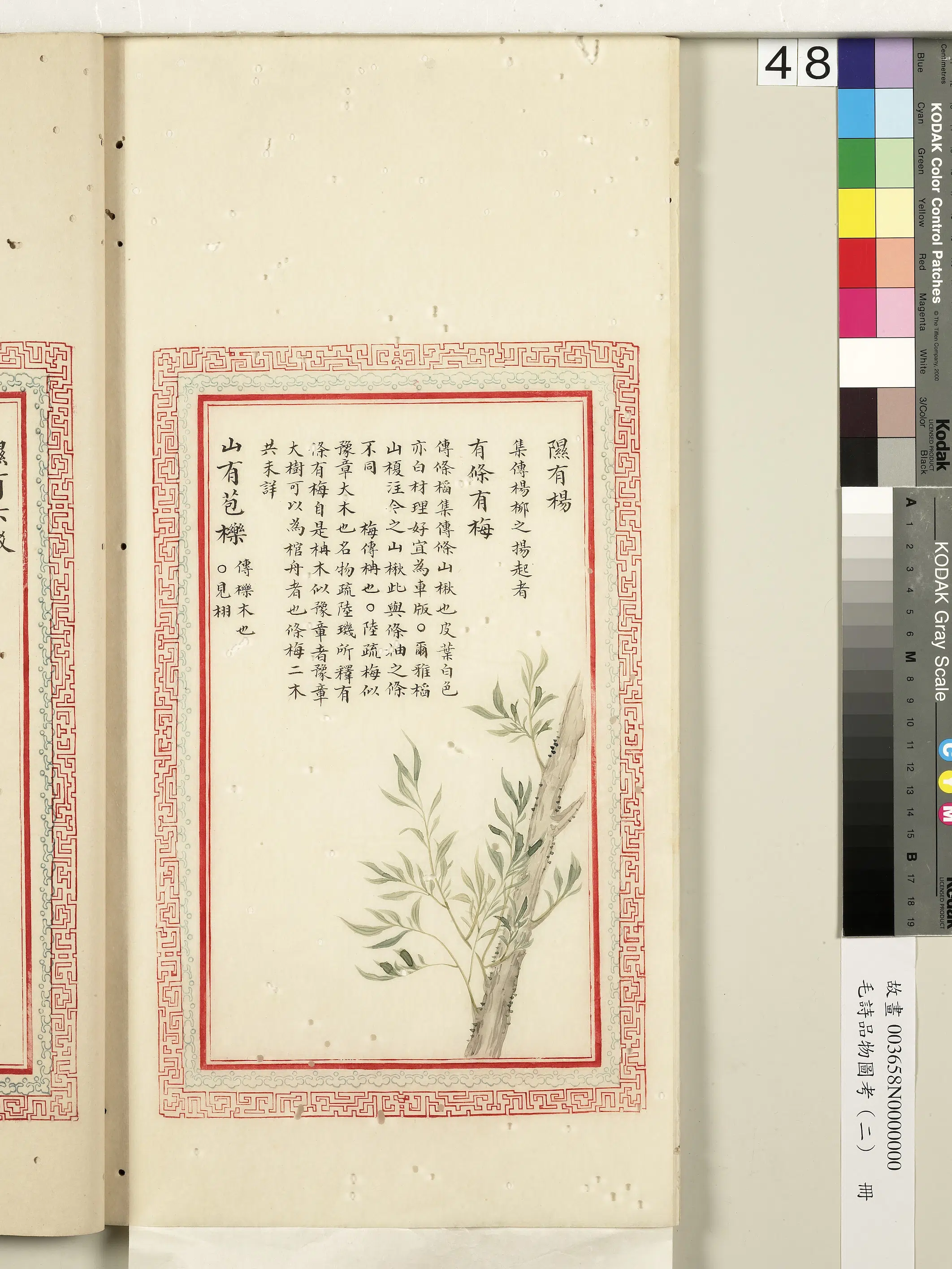 清朝【佚名】《毛诗品物图考（二）册-隰有杨有条有梅山有苞栎-2》
