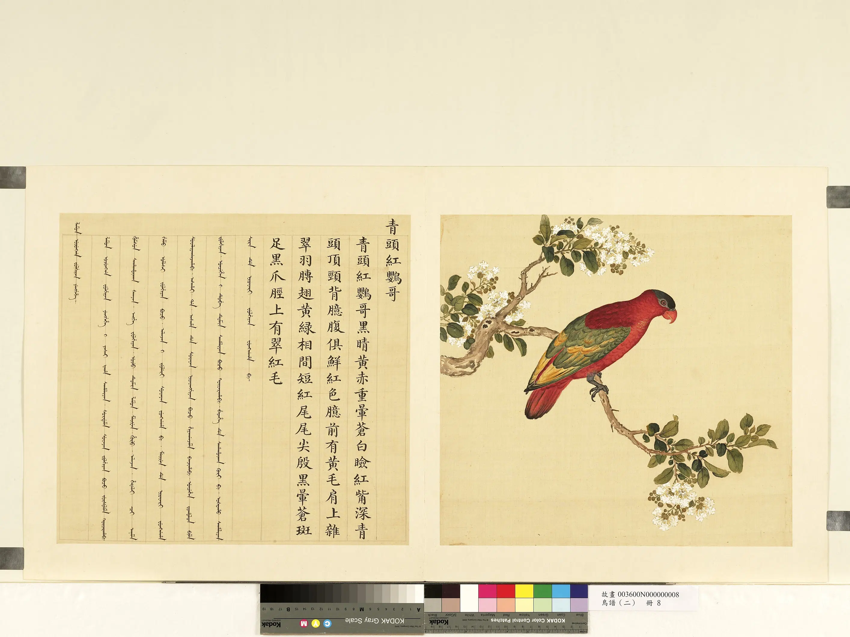 《鸟谱（二）册》 第25张