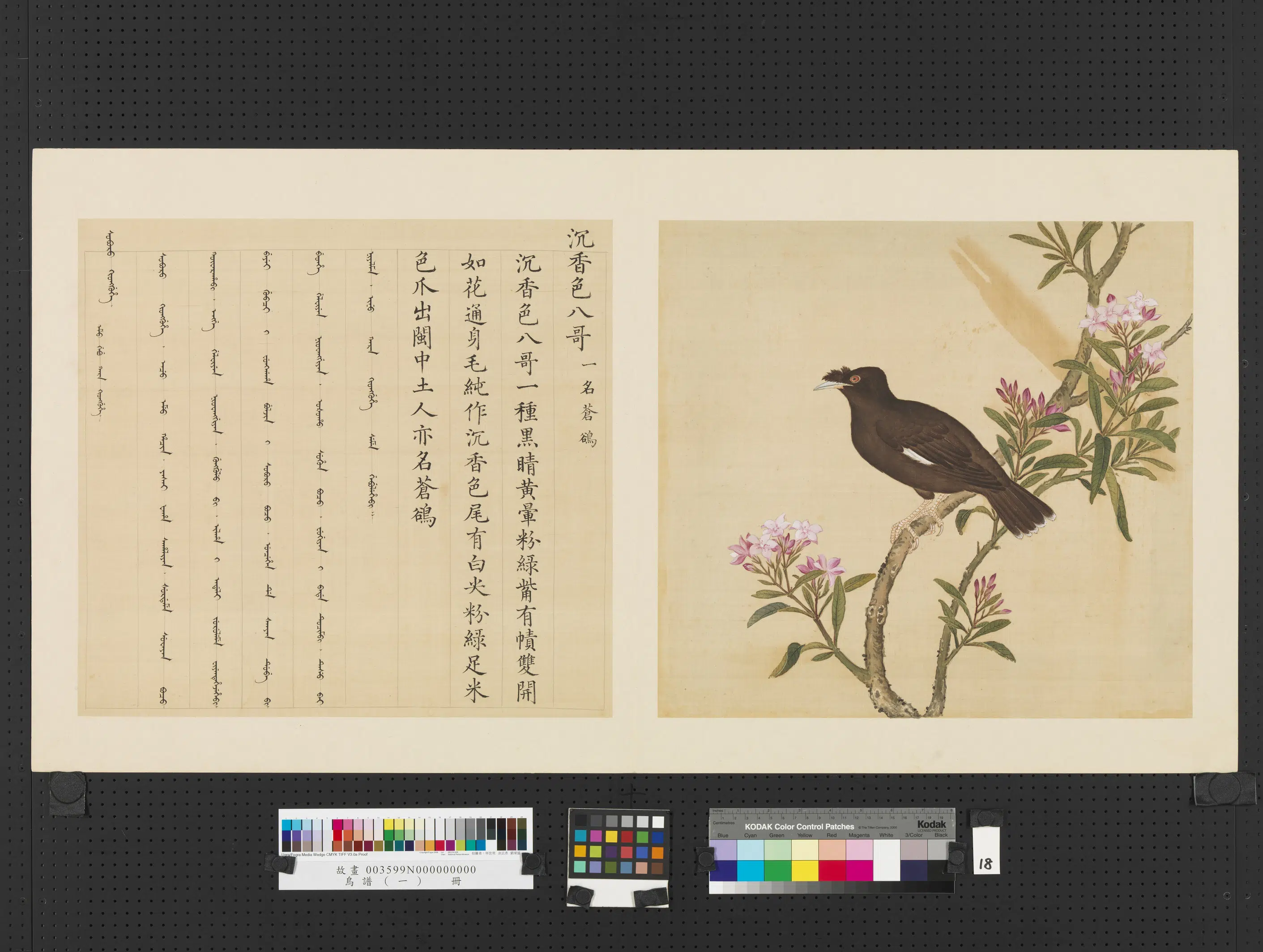 《鸟谱(一)册》 第11张 《鸟谱(一)册》 第11张
