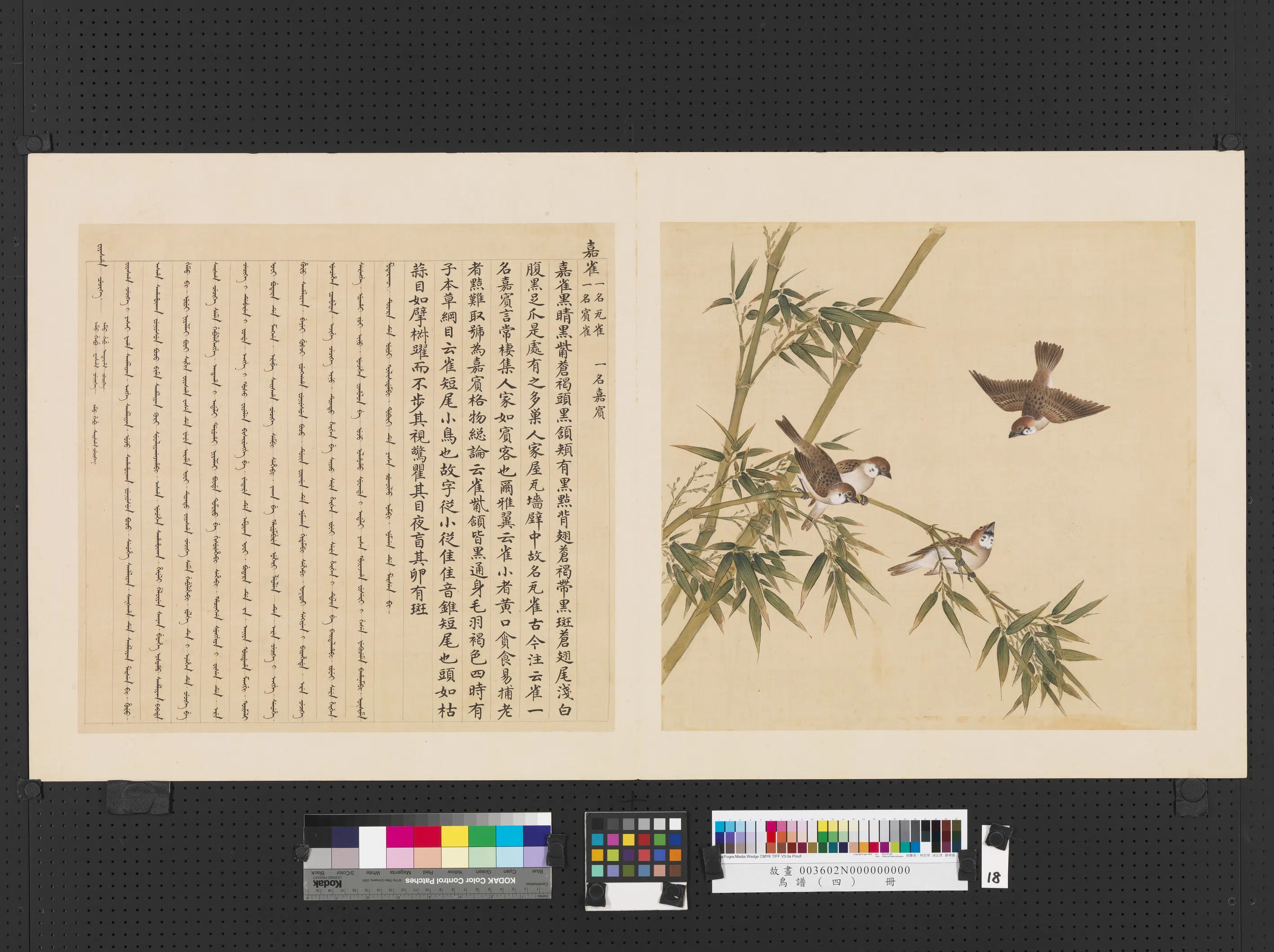 《鸟谱（四）册》 第9张