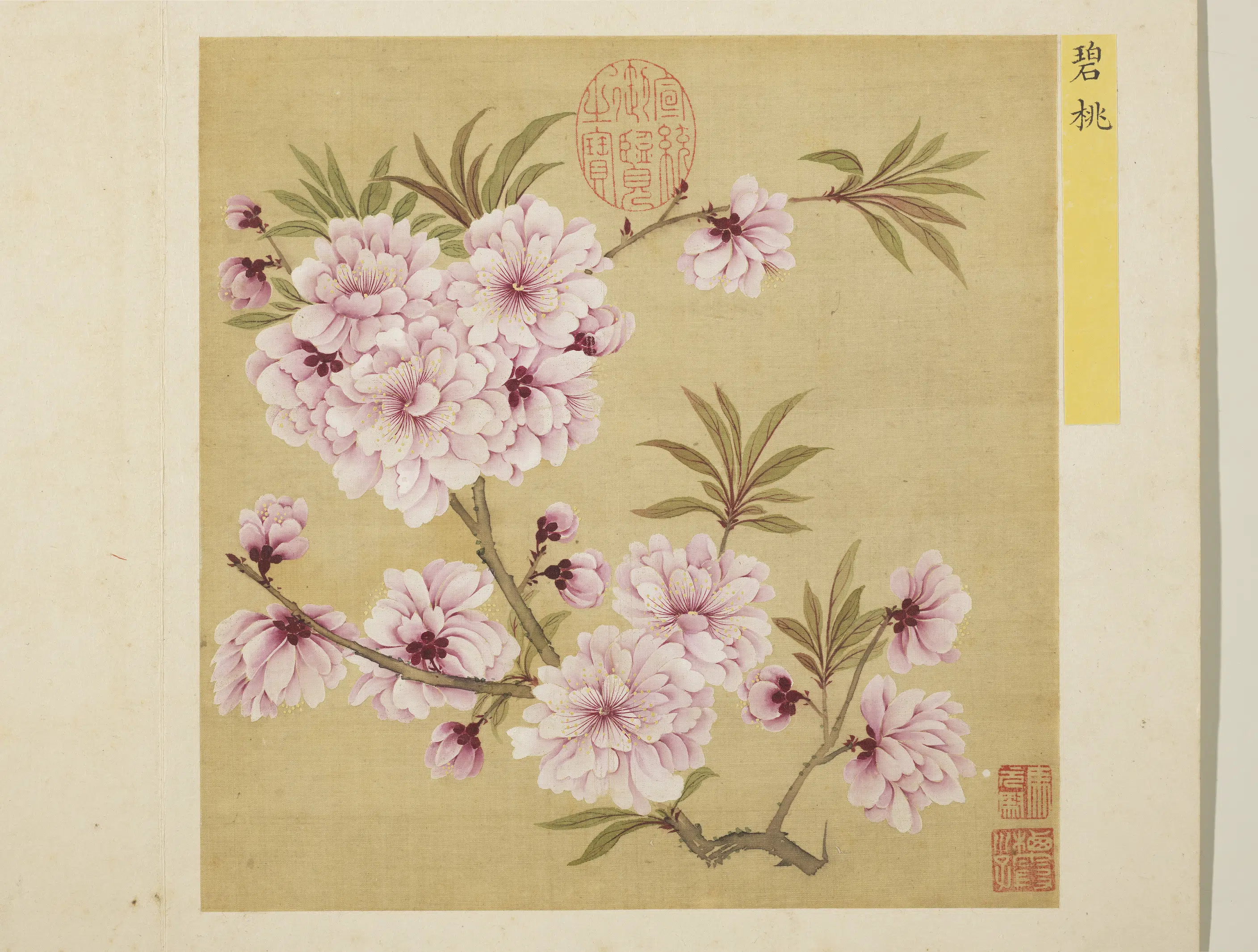 清朝【马元驭】《花卉册-碧桃》