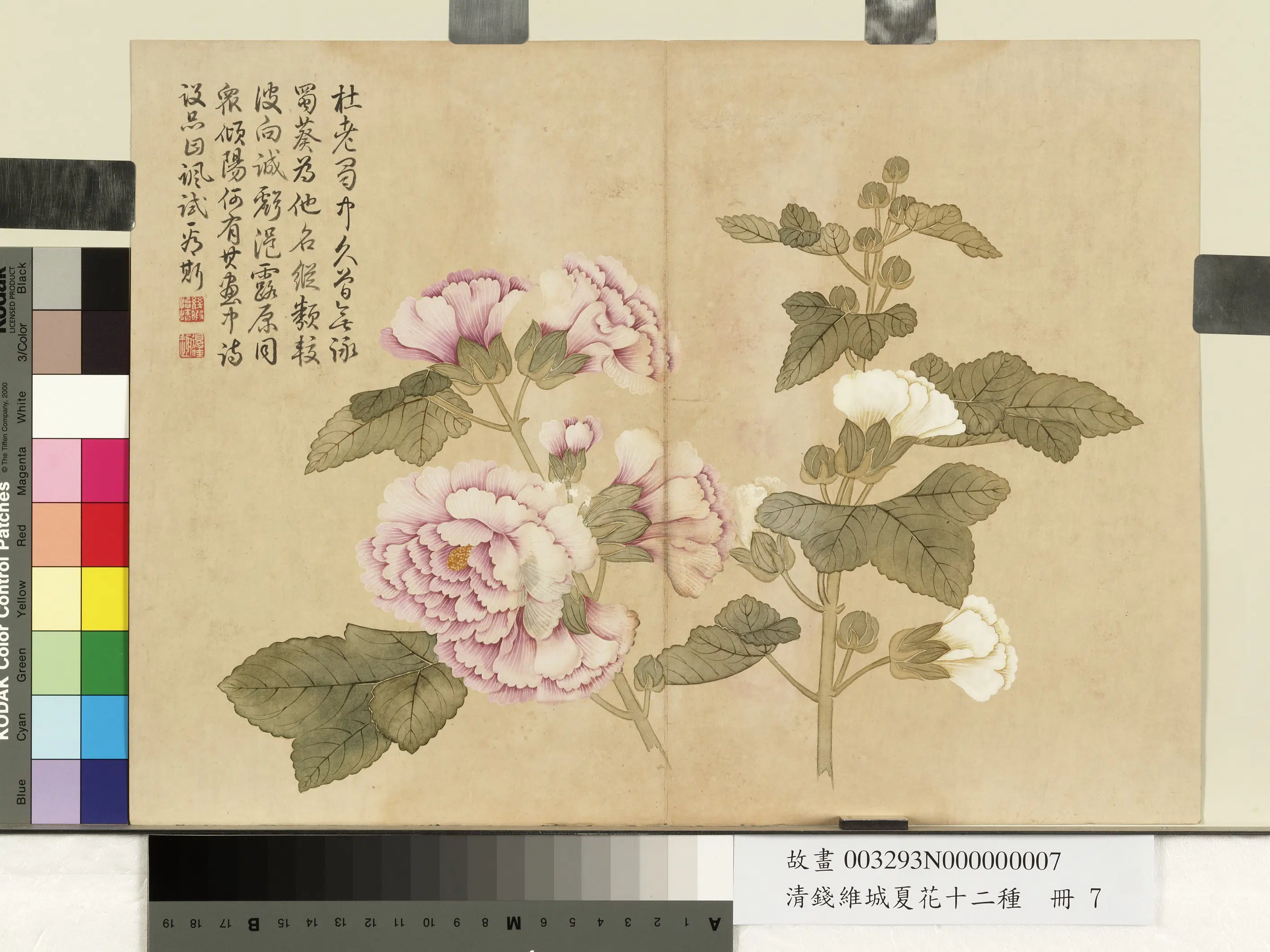 清代【钱维城】《夏华十二种册》 第10张 清代【钱维城】《夏华十二种册》 第10张