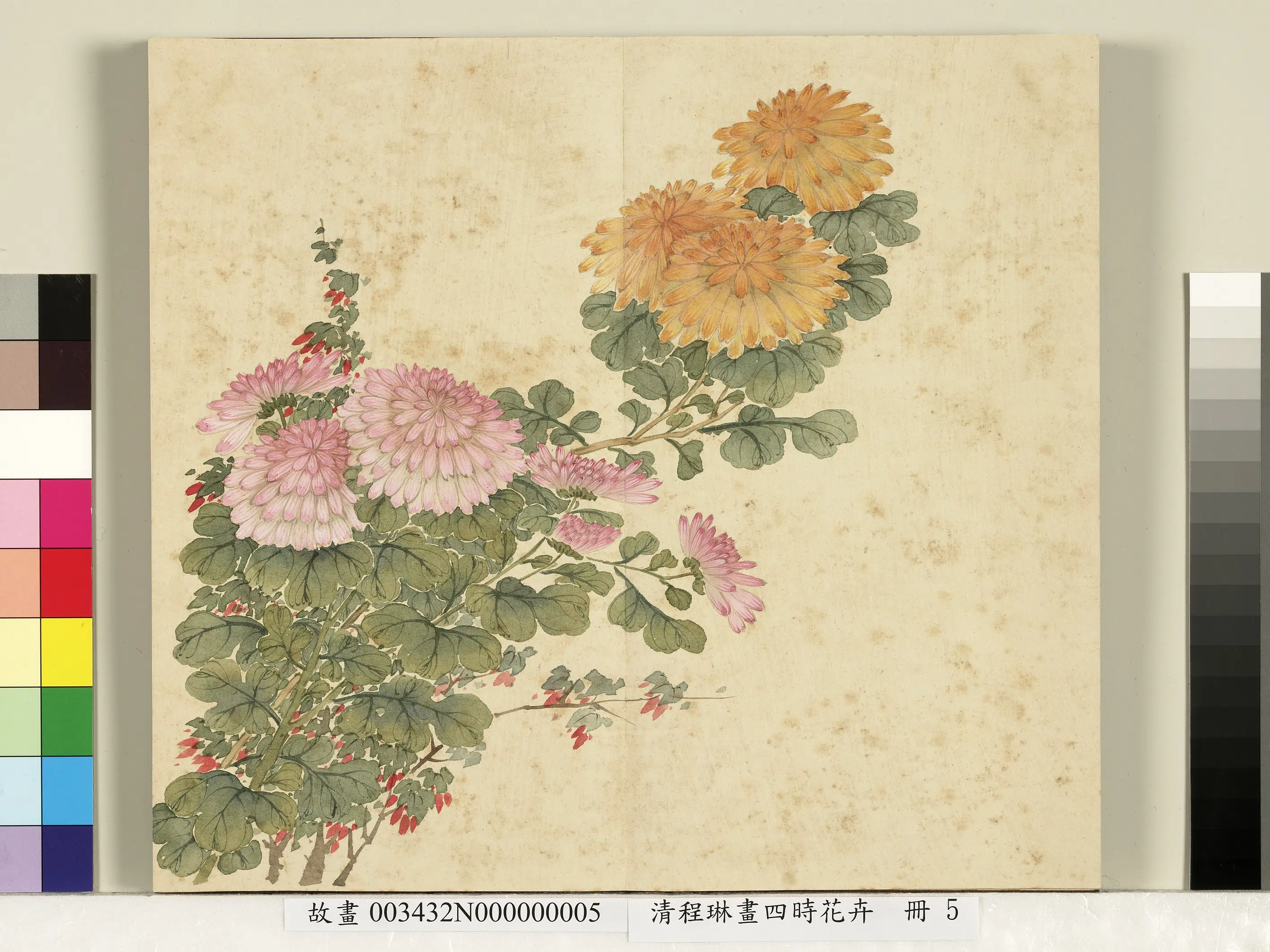 清代【程琳】《画四时花卉册-菊》