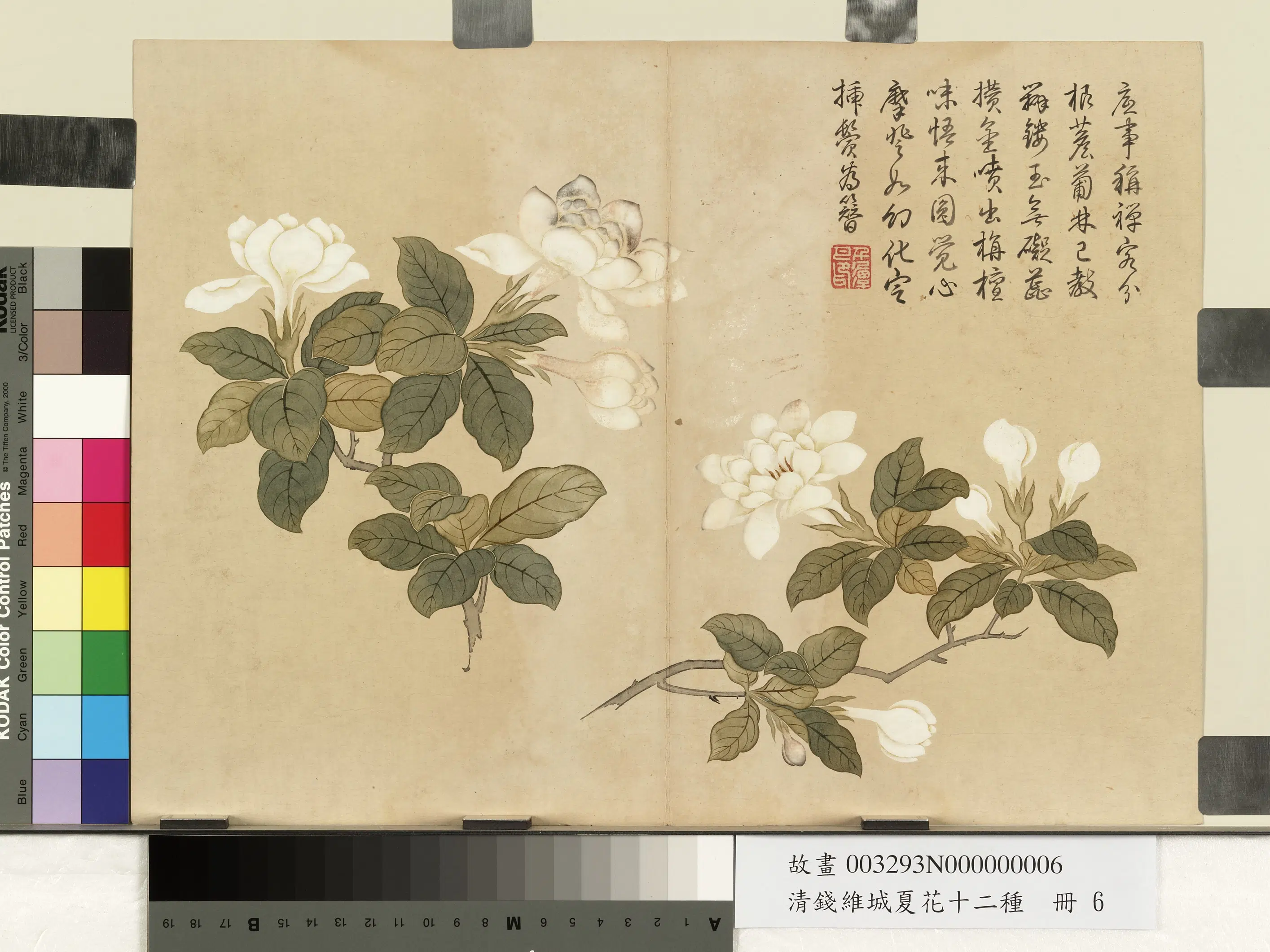 清代【钱维城】《夏华十二种册-栀枝花》