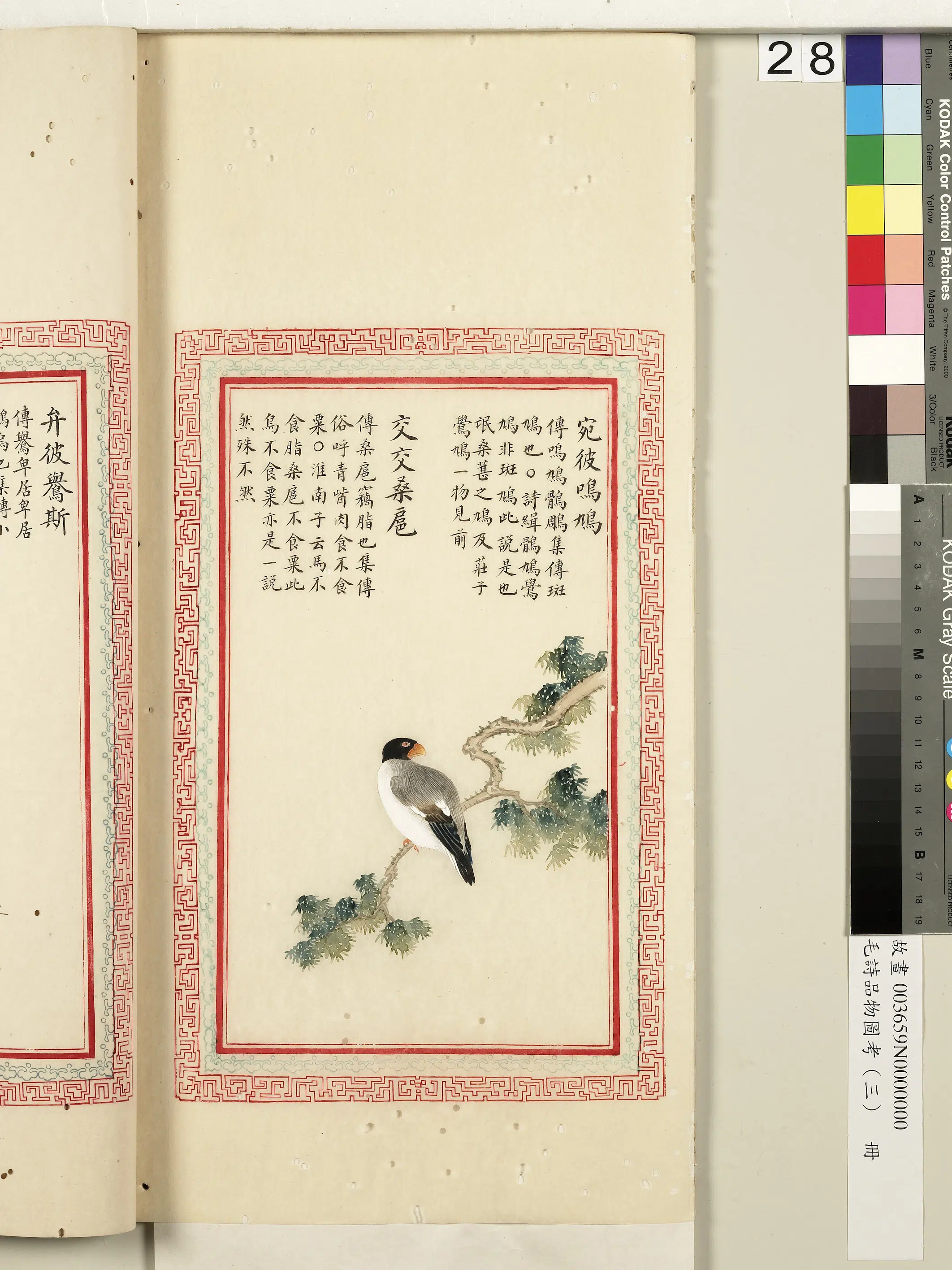 清朝【佚名】《毛诗品物图考（三）册-宛彼鸣鸠交交桑扈-2》