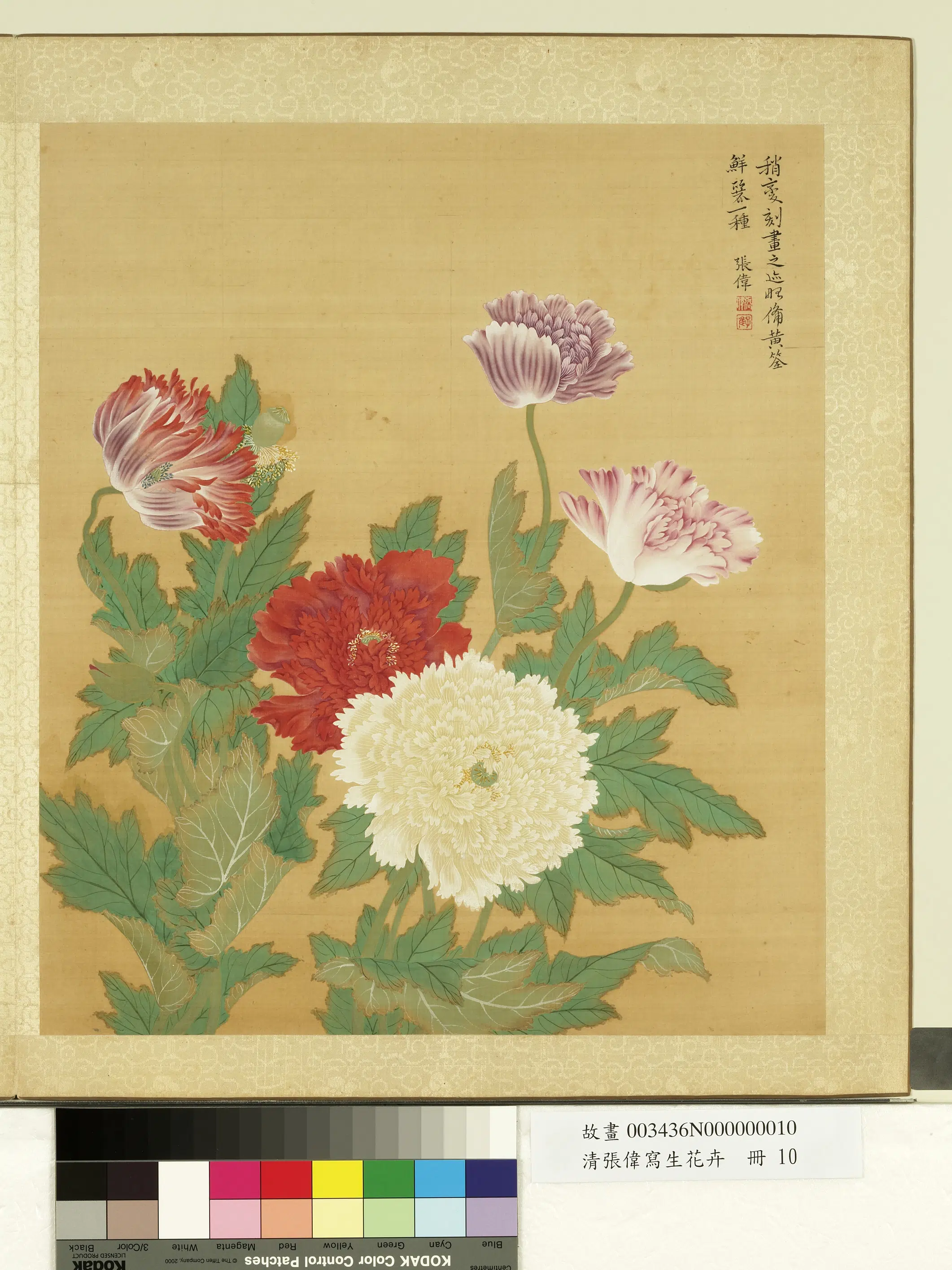 清代【张伟】《写生花卉册-罂粟》