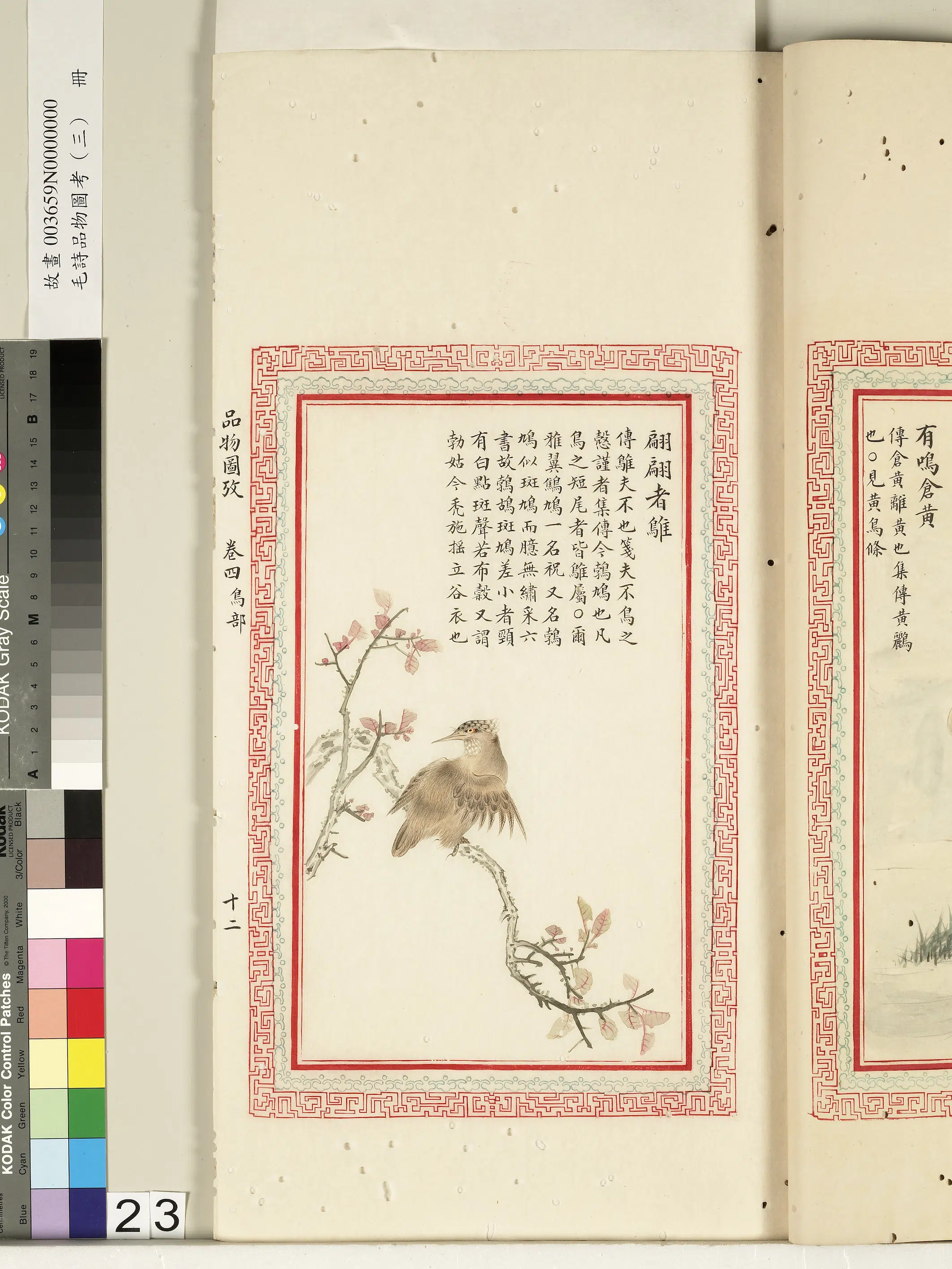 清朝【佚名】《毛诗品物图考（三）册-翩翩者鵻-2》