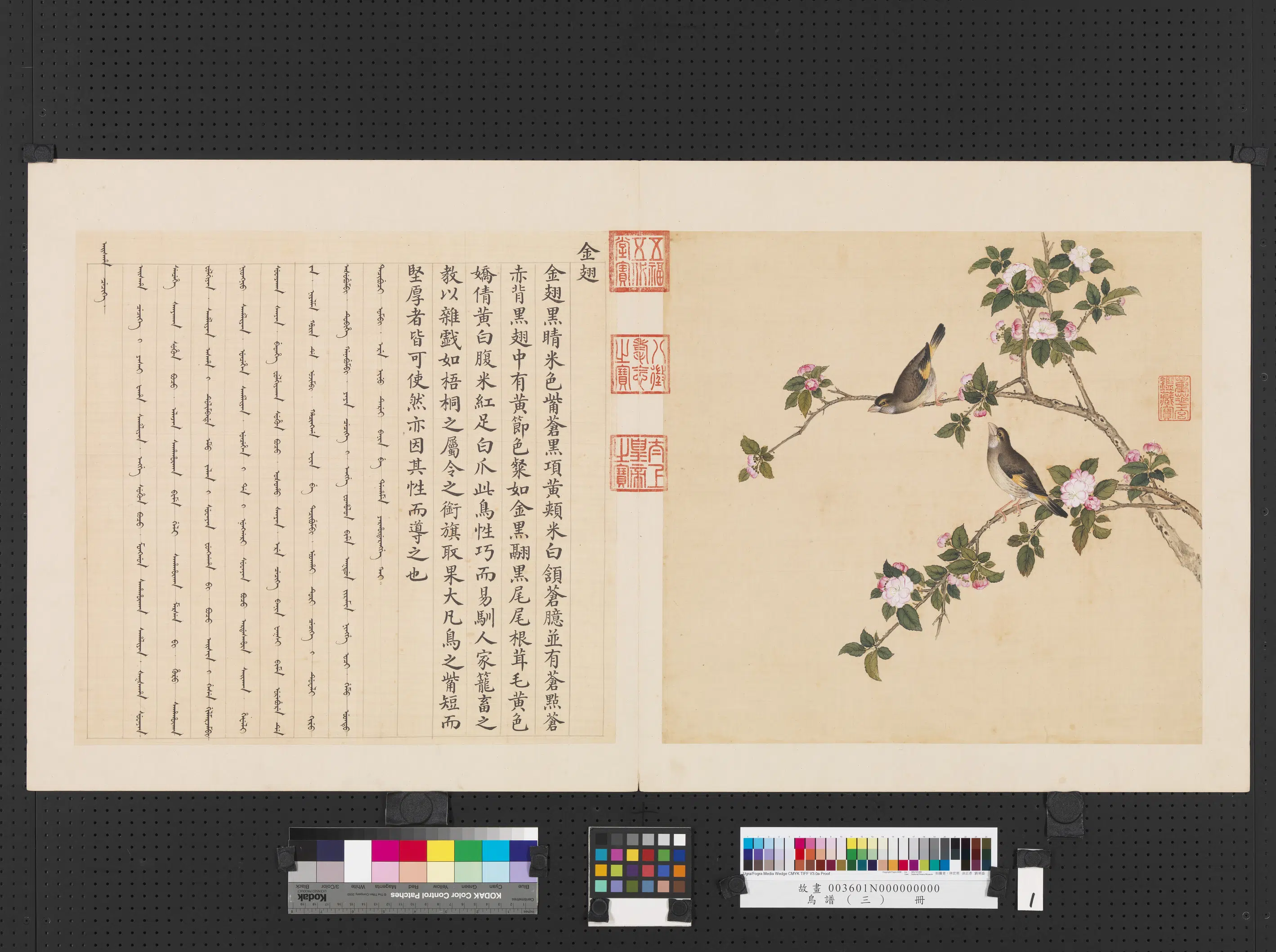 清代【佚名】《鸟谱（三）册-金翅》