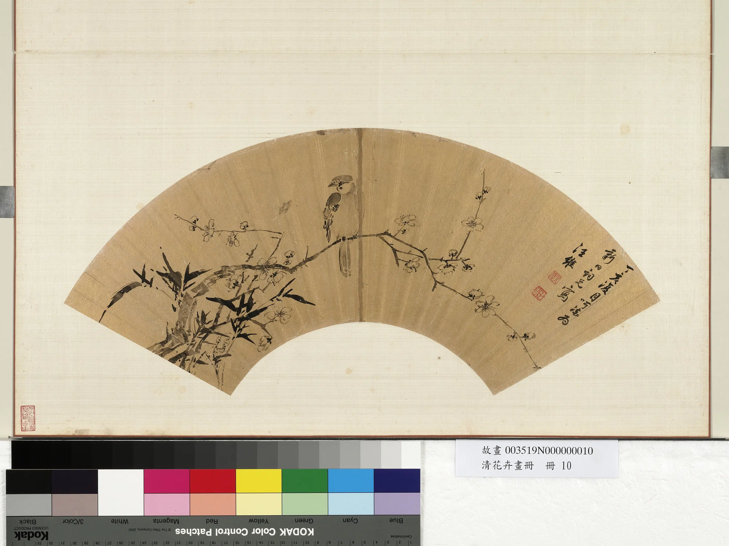 《花卉画册-5》 第6张