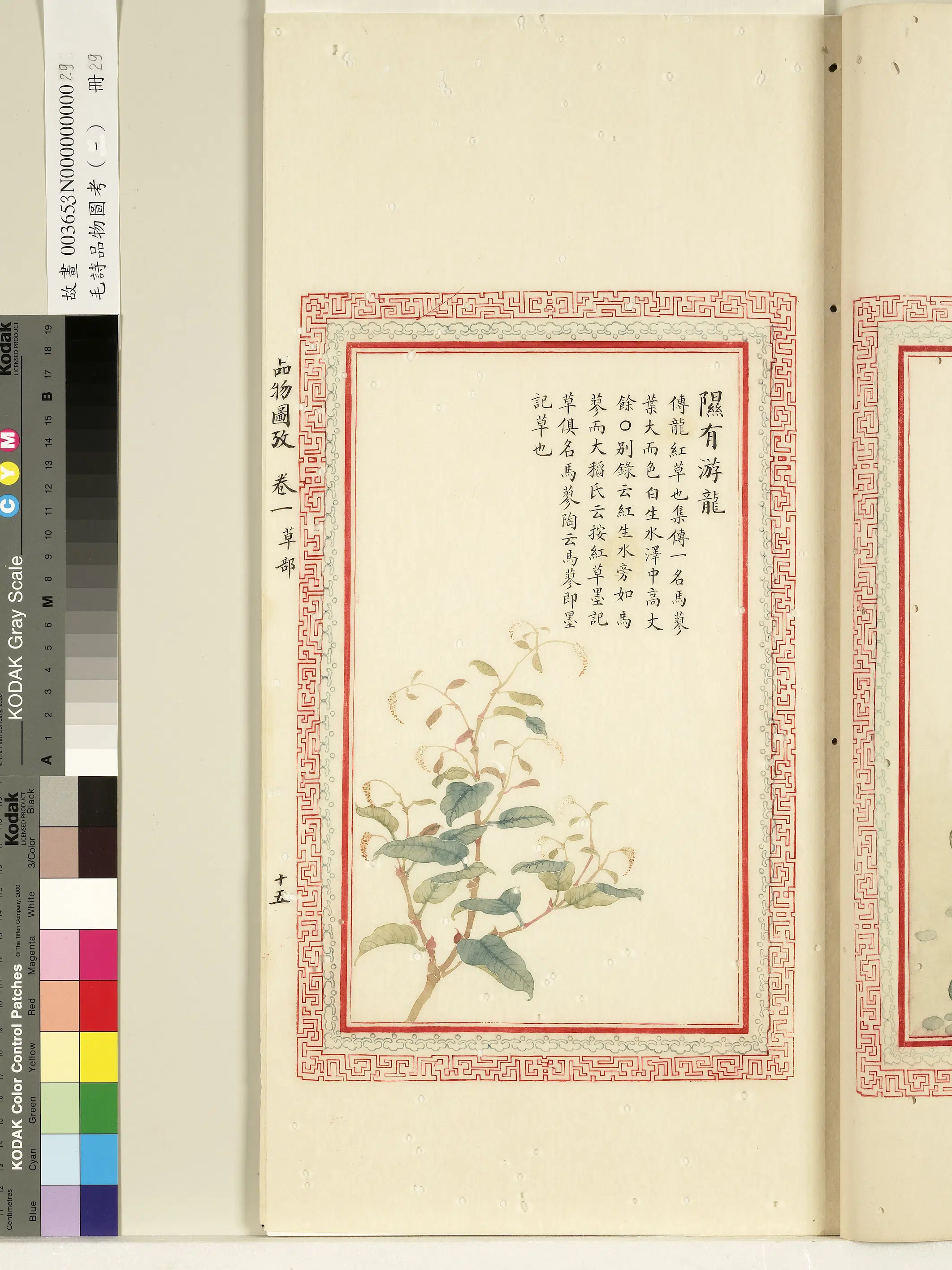 清代《毛诗品物图考(一)册-1》 第55张 清代《毛诗品物图考(一)册-1》 第55张