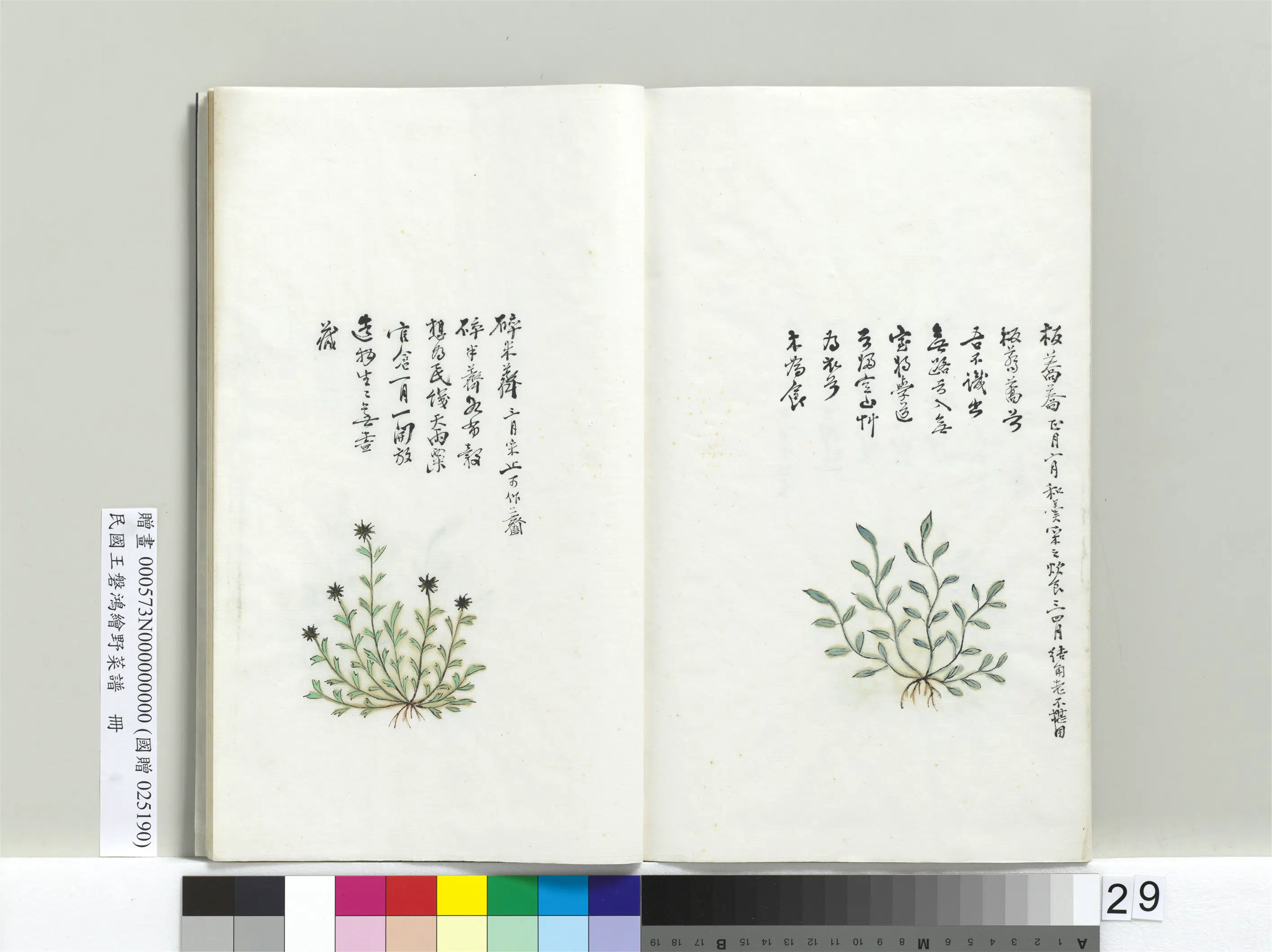 《绘王盘野菜谱册-碎米荠》
