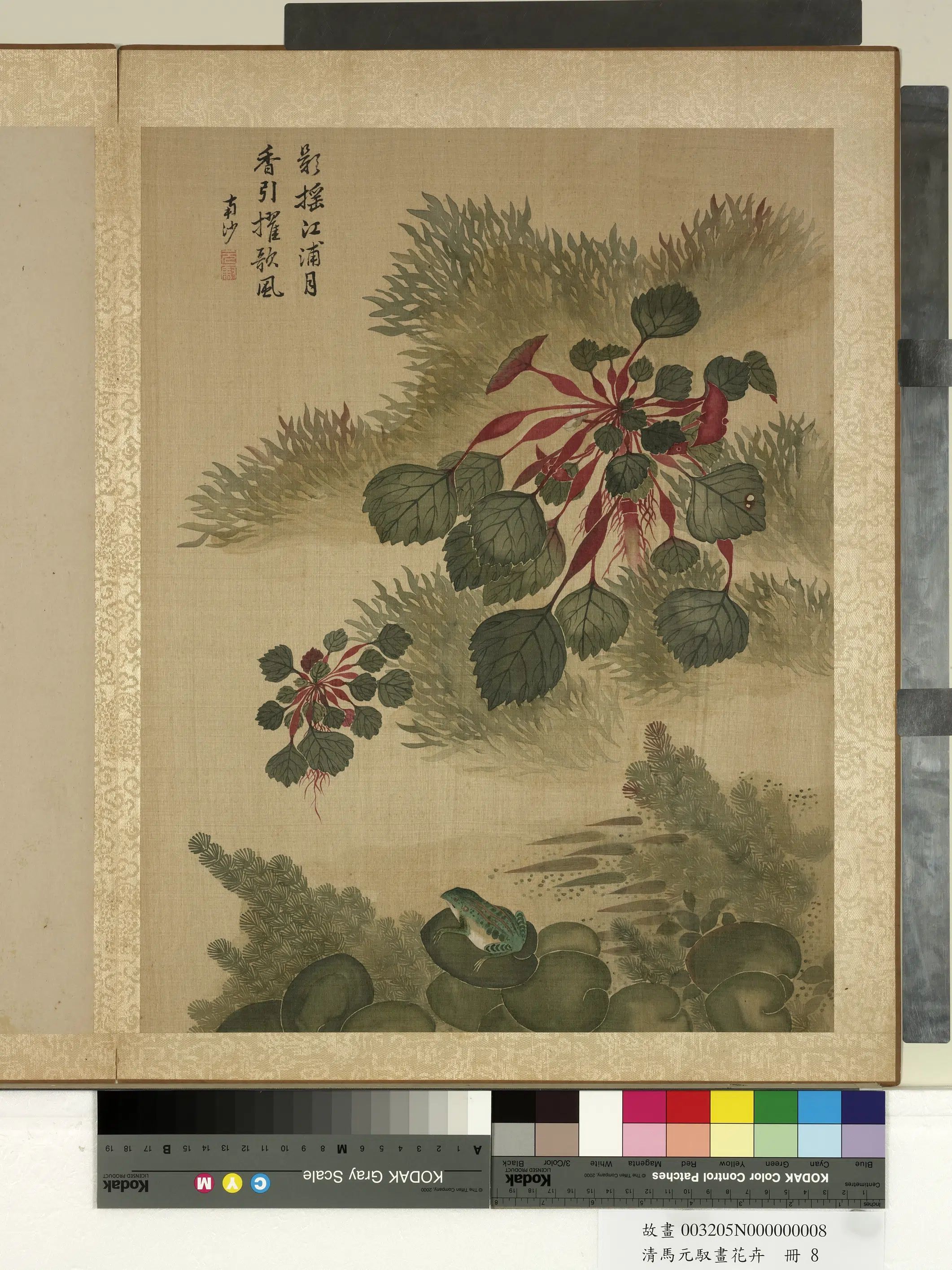 清朝【马元驭】《画花卉册-菱角青蛙》