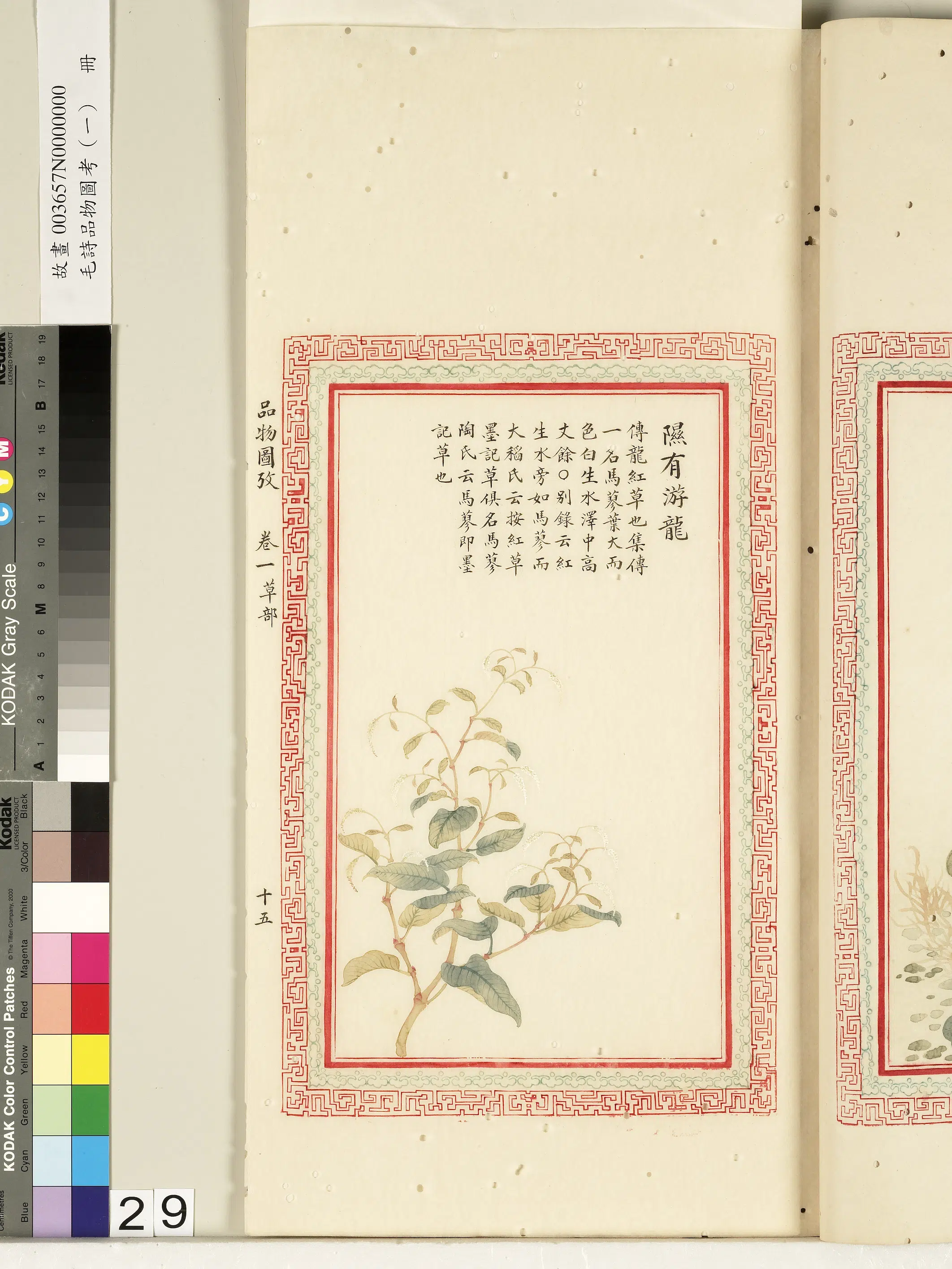 清朝《毛诗品物图考(一)册-2》 第55张 清朝《毛诗品物图考(一)册-2》 第55张