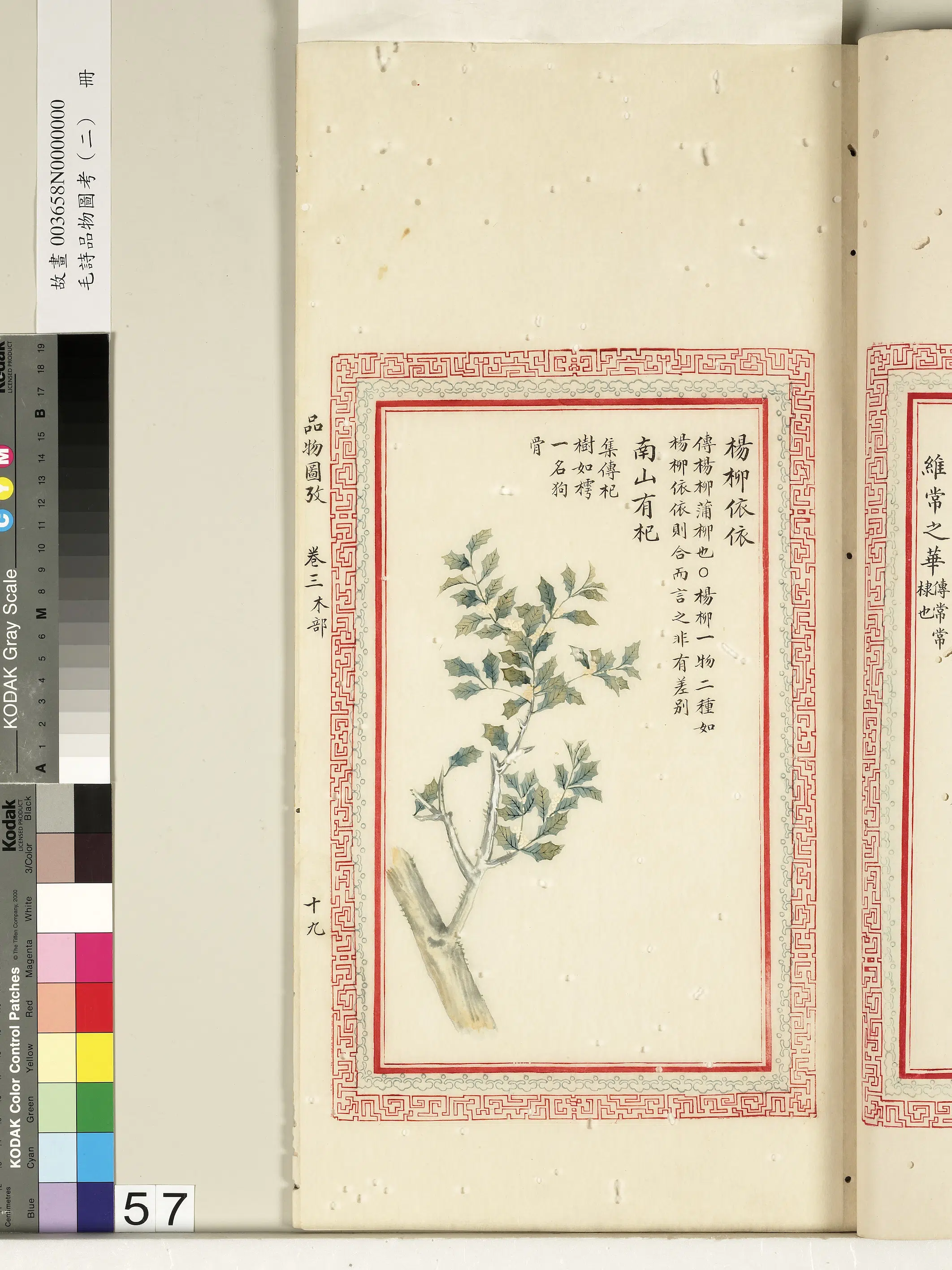 清朝【佚名】《毛诗品物图考（二）册-杨柳依依南山有杞-2》