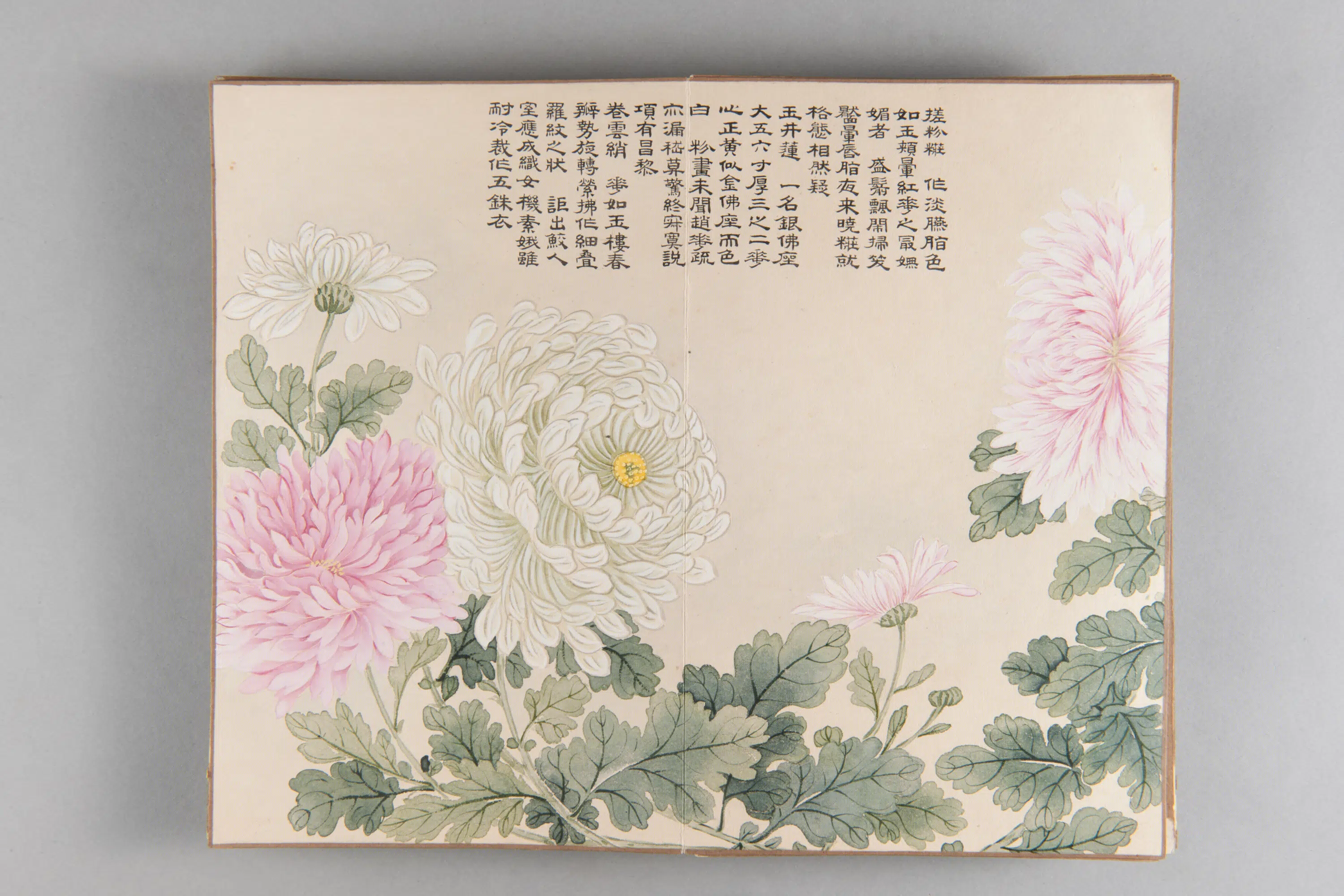 清代【爱新觉罗弘旿】《洋菊图册(15开)》 第13张 清代【爱新觉罗弘旿】《洋菊图册(15开)》 第13张