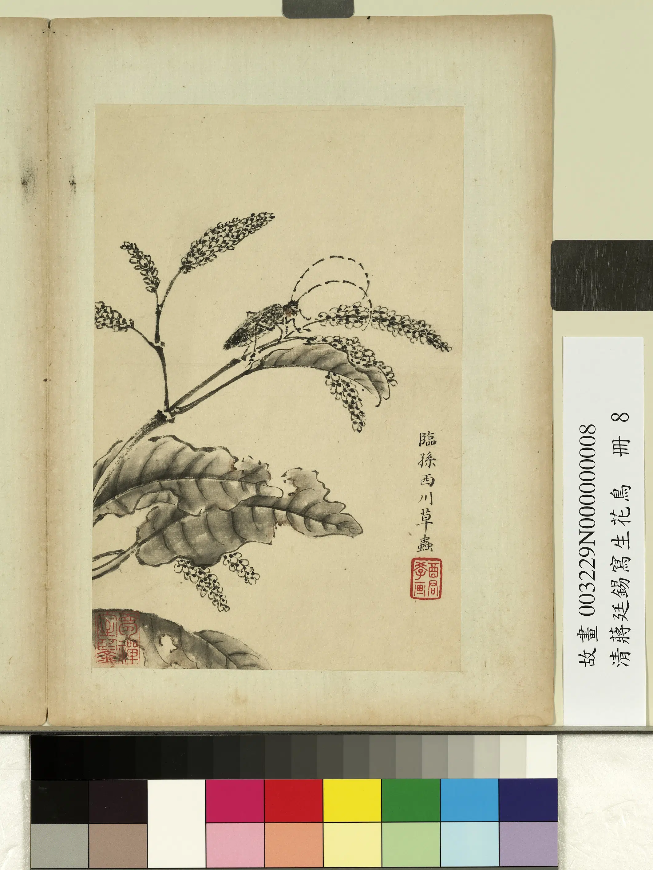 清代【蒋廷锡】《写生花鸟册-草虫天牛》