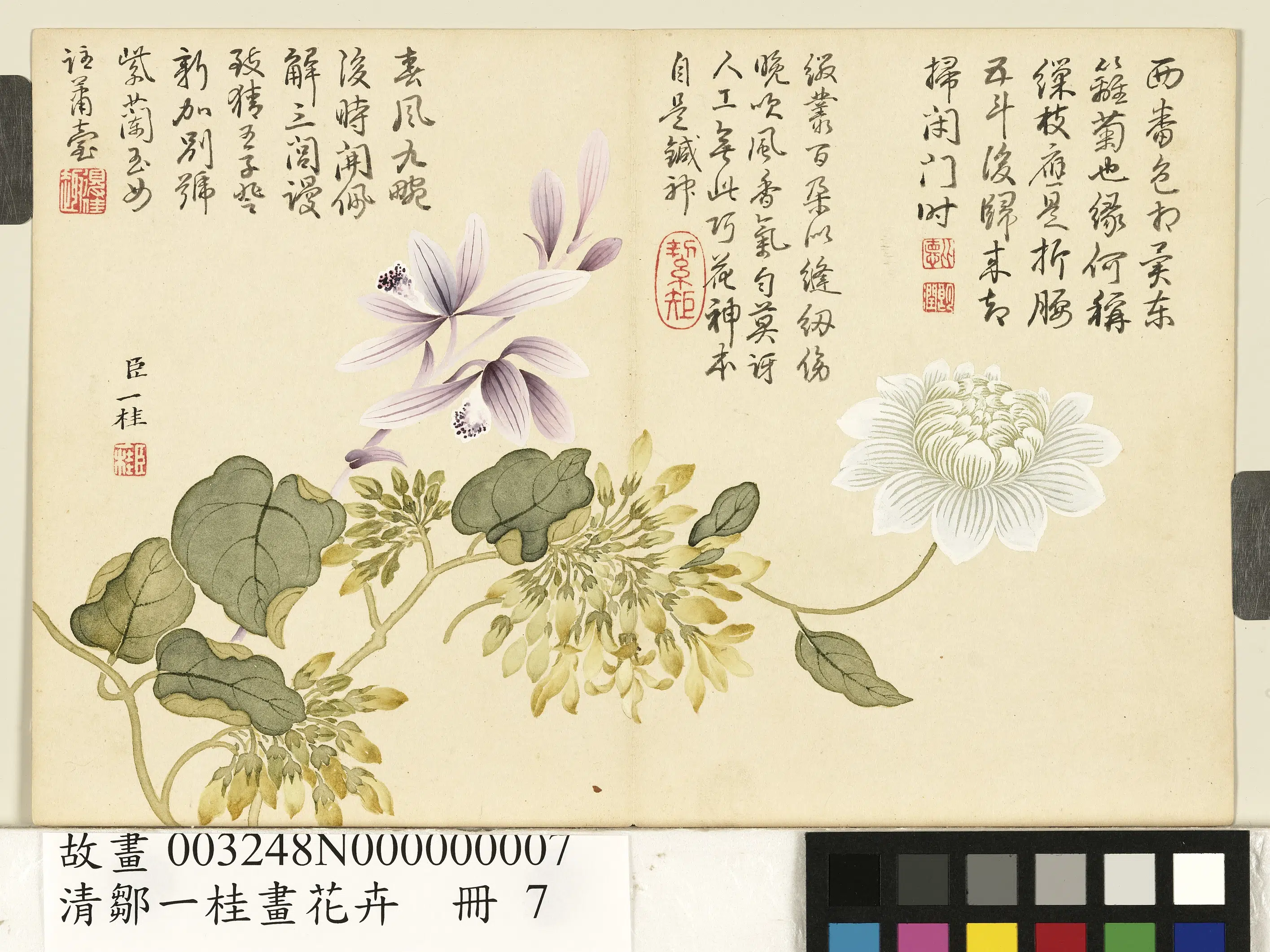 清代【邹一桂】《画花卉册-紫兰夜来香缠枝菊》