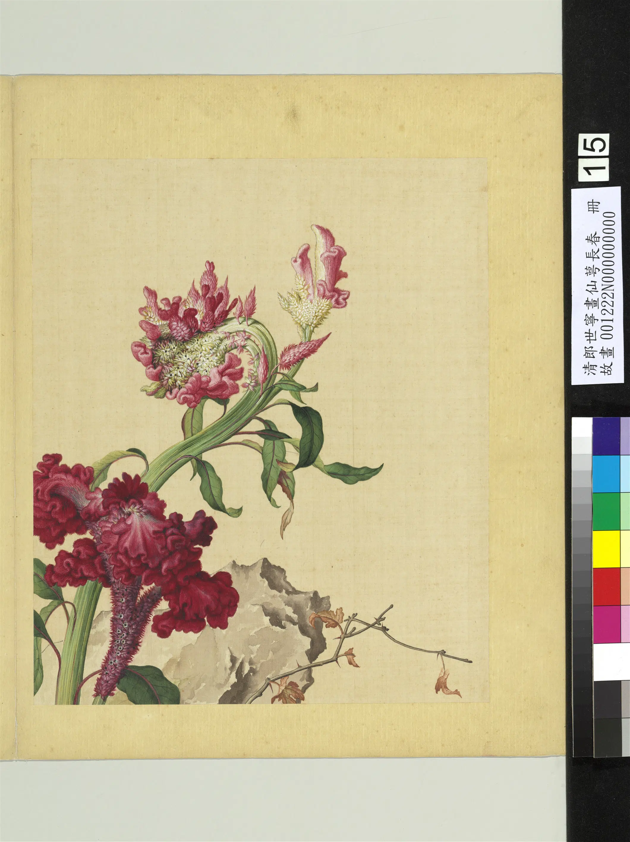 清代【郎世宁】《画仙萼长春册-鸡冠花》