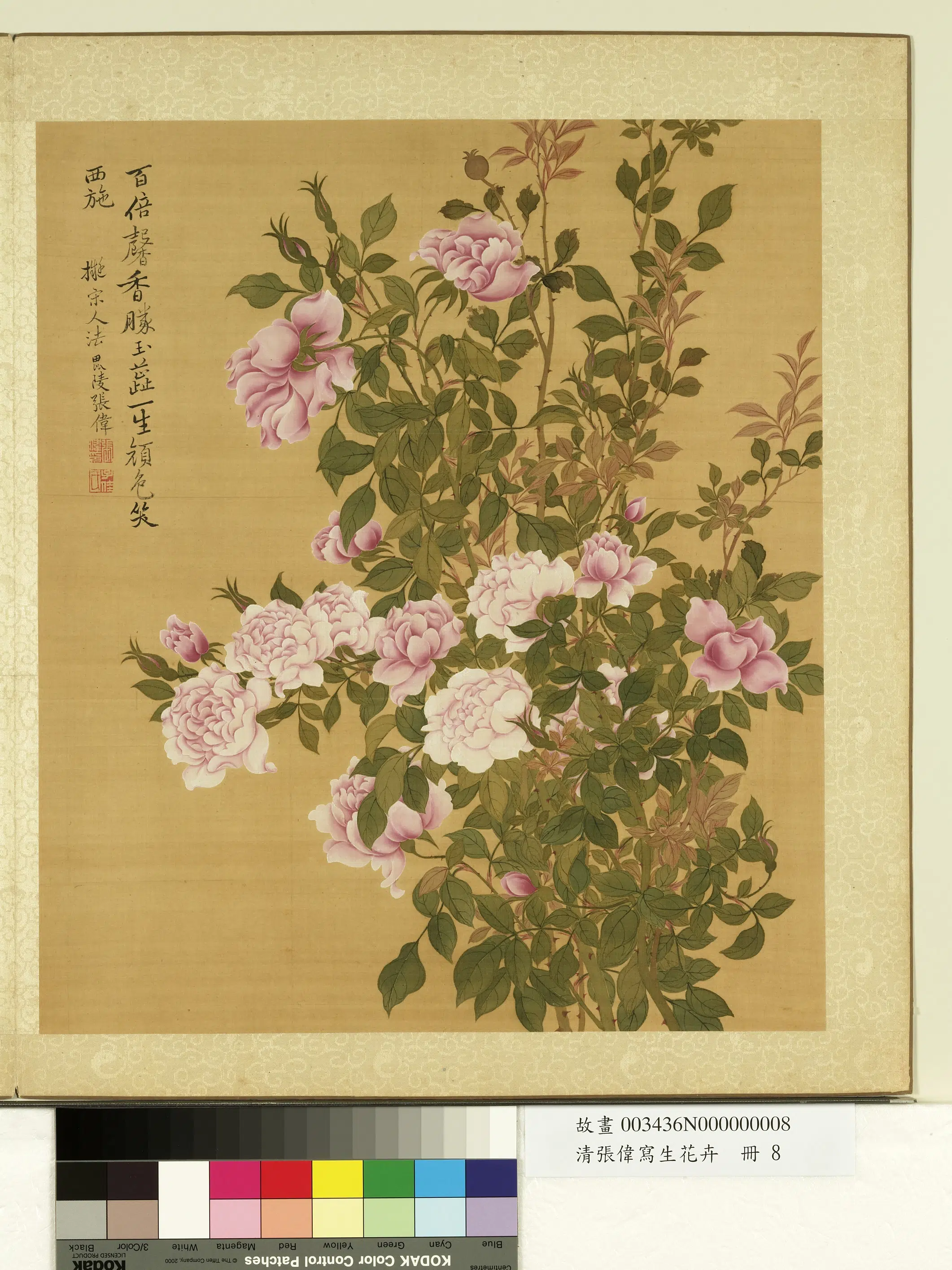 清代【张伟】《写生花卉册-月季》
