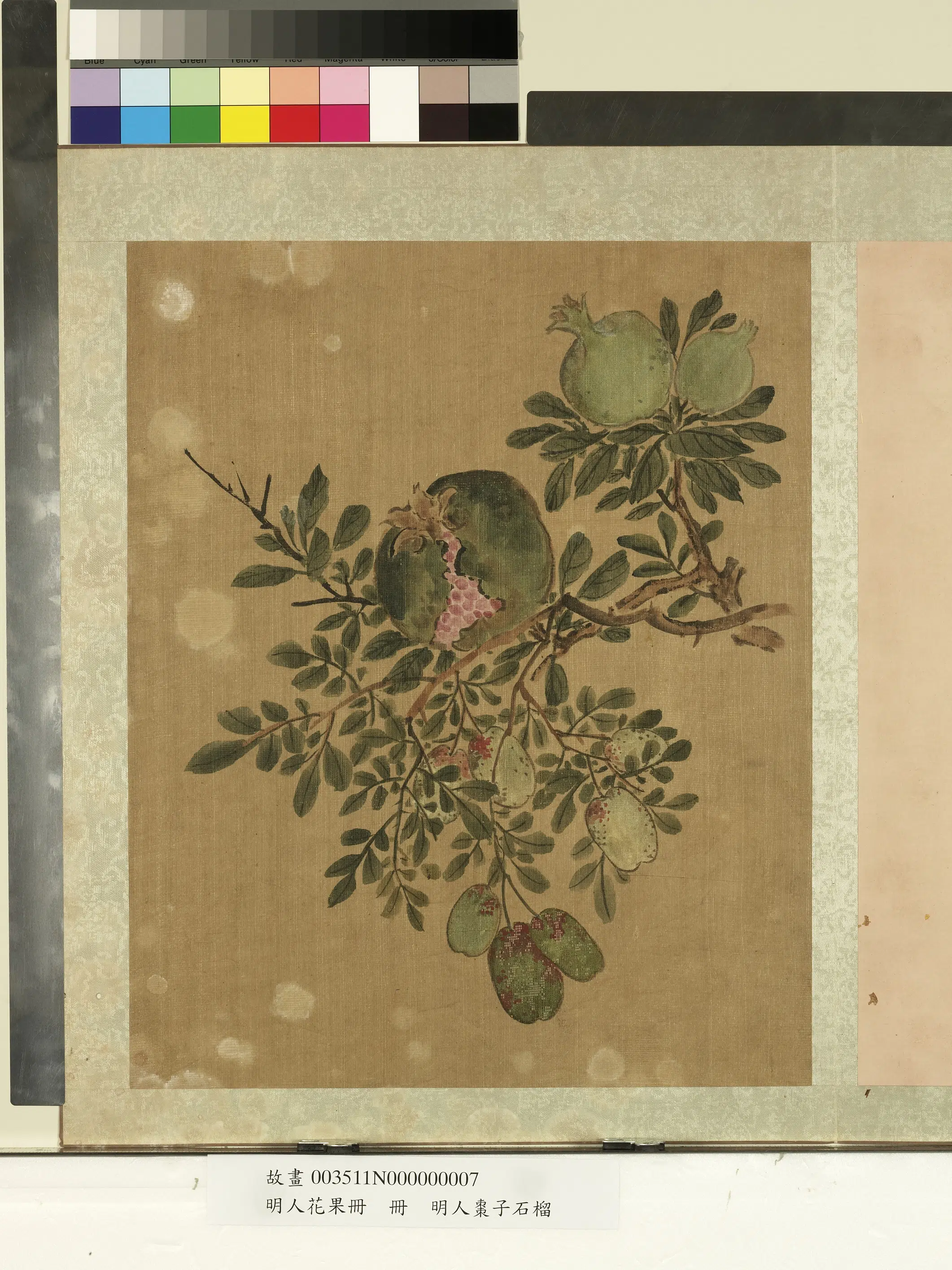 明朝《明人花果册》 第3张