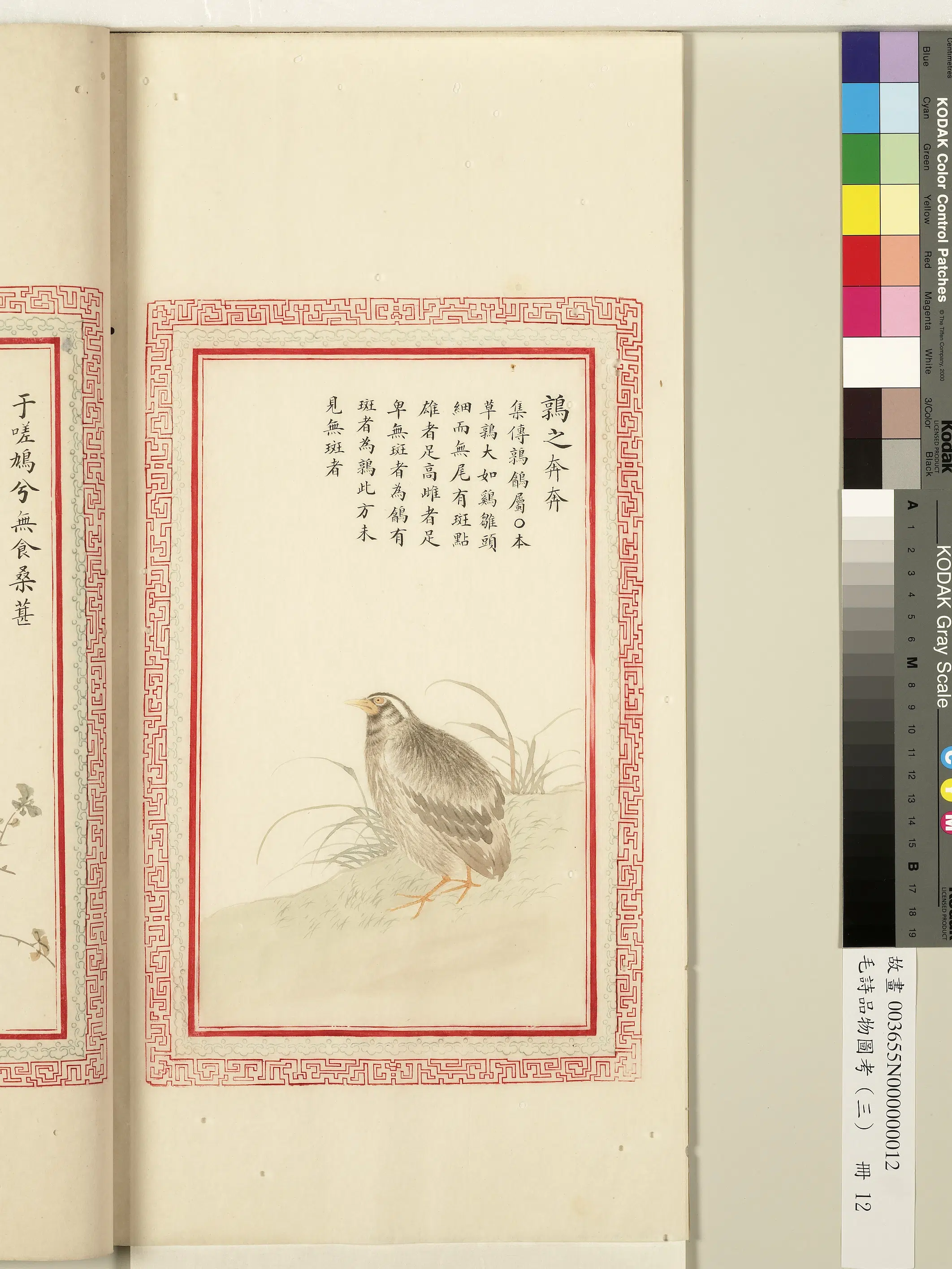 清朝【佚名】《毛诗品物图考（三）册-鹑之奔奔-1》