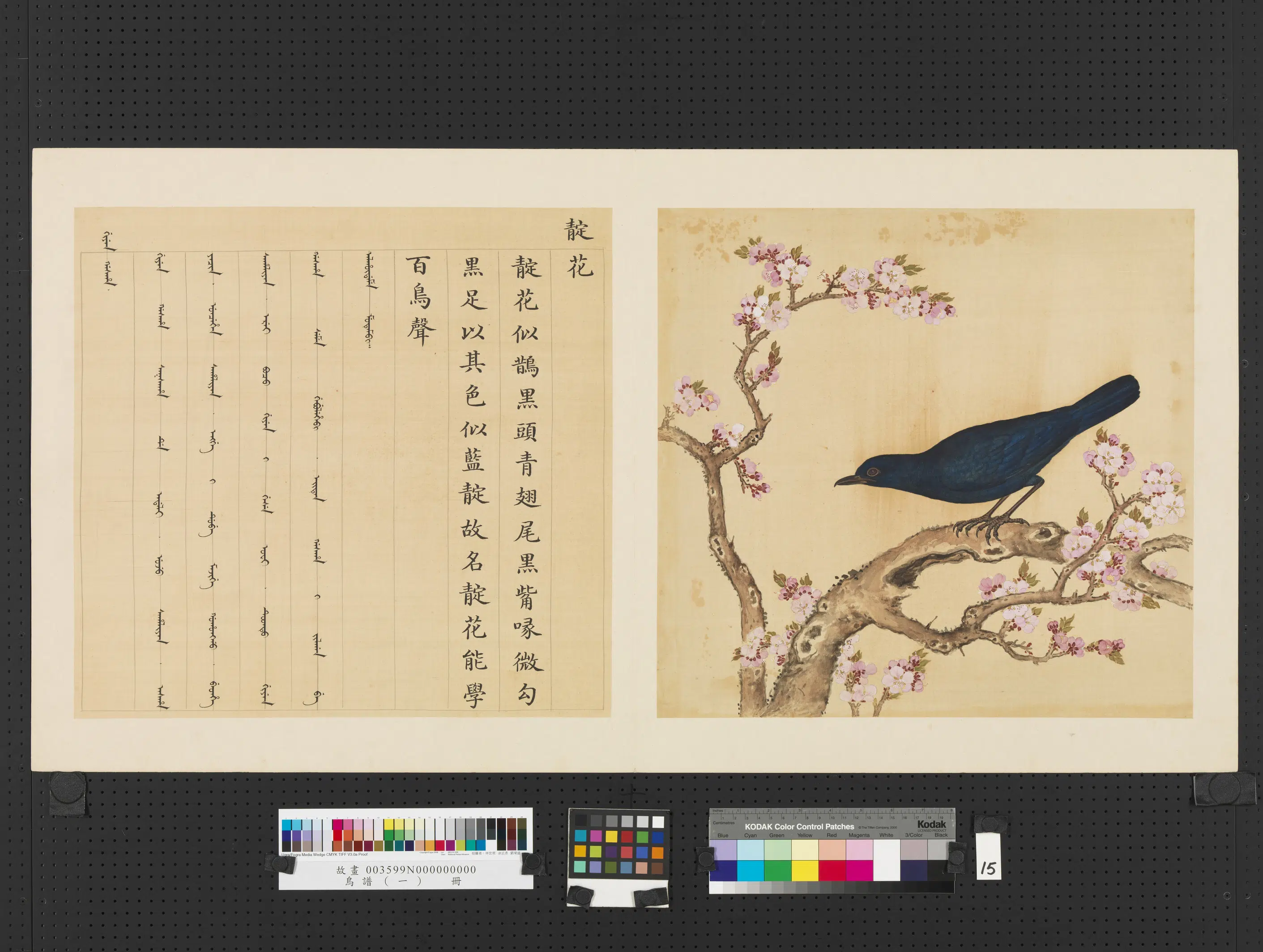 《鸟谱(一)册》 第25张 《鸟谱(一)册》 第25张